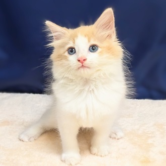 愛知県のノルウェージャンフォレストキャット (犬の家＆猫の里一宮店/2025年6月18日生まれ/男の子/クリームタビーホワイト)の子猫の4枚目の画像