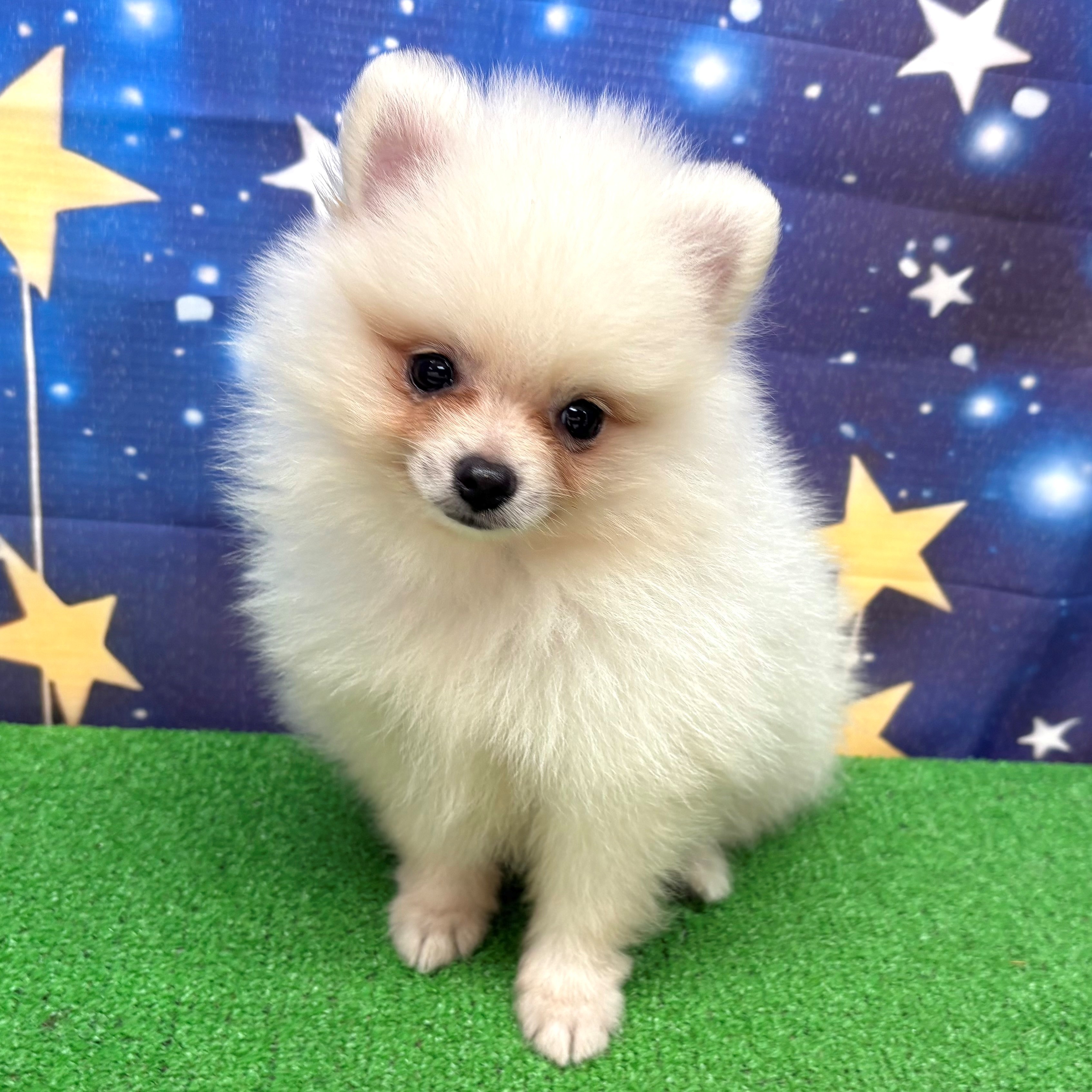 愛知県のポメラニアン (犬の家＆猫の里名古屋天白店/2025年6月21日生まれ/男の子/クリーム)の子犬の4枚目の画像
