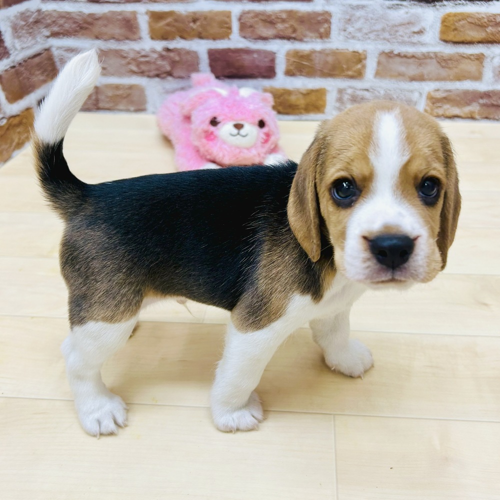 愛知県のビーグル (犬の家＆猫の里七宝店/2025年6月21日生まれ/男の子/ブラックタンホワイト)の子犬の4枚目の画像