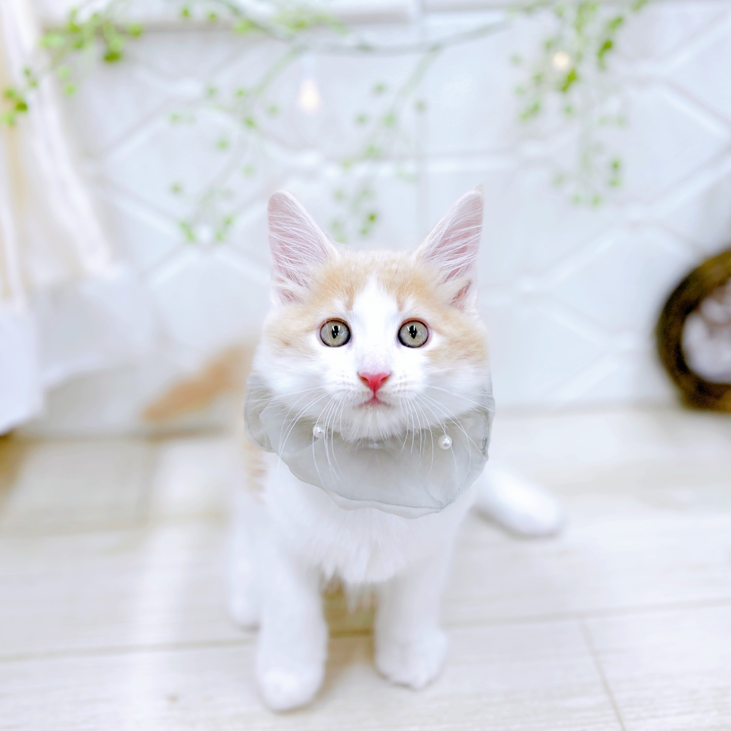 福井県のメインクーン (犬の家＆猫の里アミーゴ福井店/2025年6月22日生まれ/男の子/クリームタビーホワイト)の子猫の4枚目の画像
