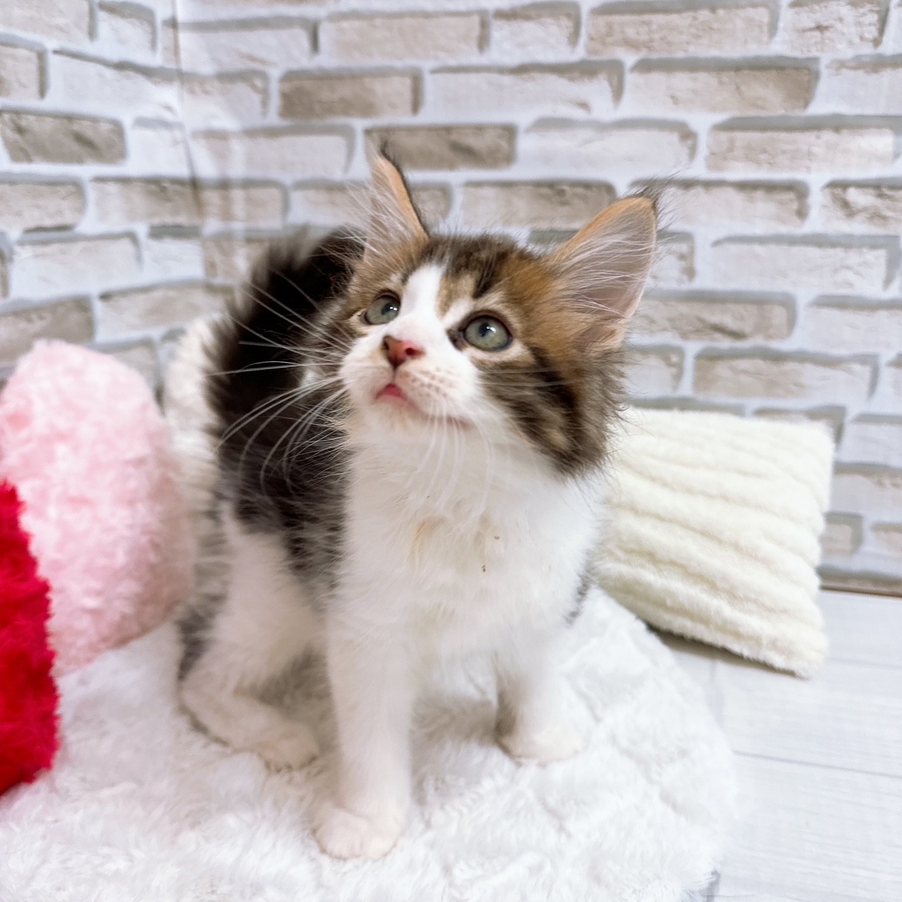 神奈川県のメインクーン (犬の家＆猫の里モザイクモール港北店/2025年6月22日生まれ/男の子/ブラウンタビーホワイト)の子猫の1枚目の画像