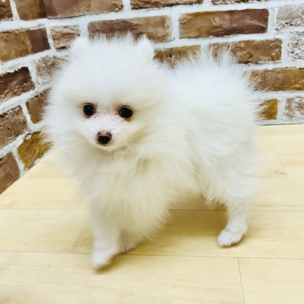 愛知県のポメラニアン (犬の家＆猫の里七宝店/2025年6月12日生まれ/男の子/ホワイト)の子犬の4枚目の画像
