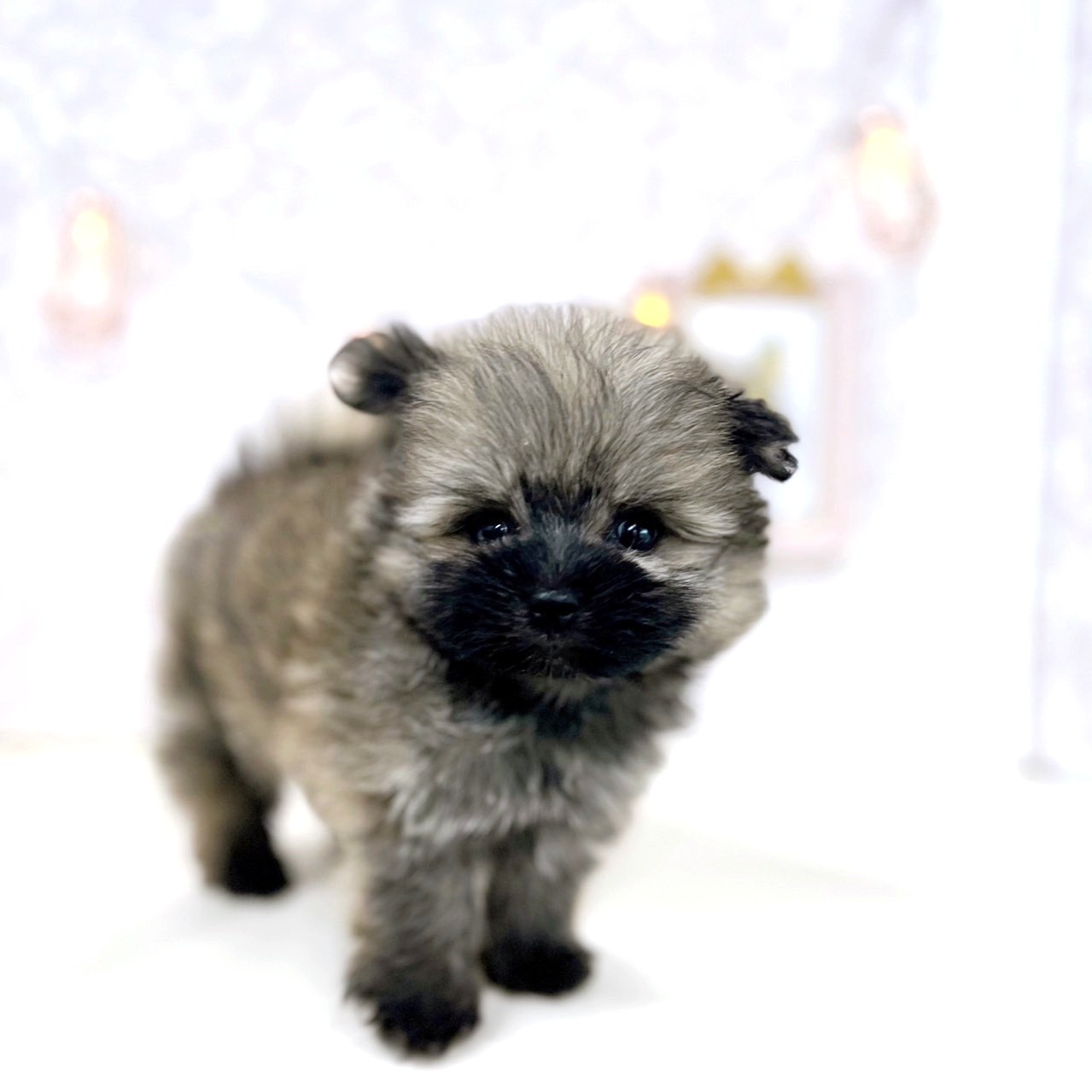 富山県のポメマル/マルポメ(ポメラニアン×マルチーズ) (犬の家＆猫の里アミーゴ高岡蓮花寺店/2025年6月22日生まれ/女の子/オレンジ)の子犬の4枚目の画像