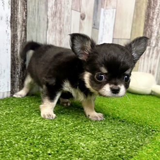 静岡県のチワワ(ロング) (犬の家＆猫の里マークイズ静岡店/2025年6月24日生まれ/男の子/ブラックタンホワイト)の子犬の4枚目の画像