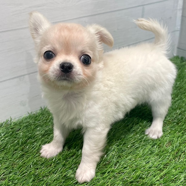 愛知県のチワワ(ロング) (犬の家＆猫の里豊田店/2025年6月24日生まれ/男の子/クリーム)の子犬の4枚目の画像