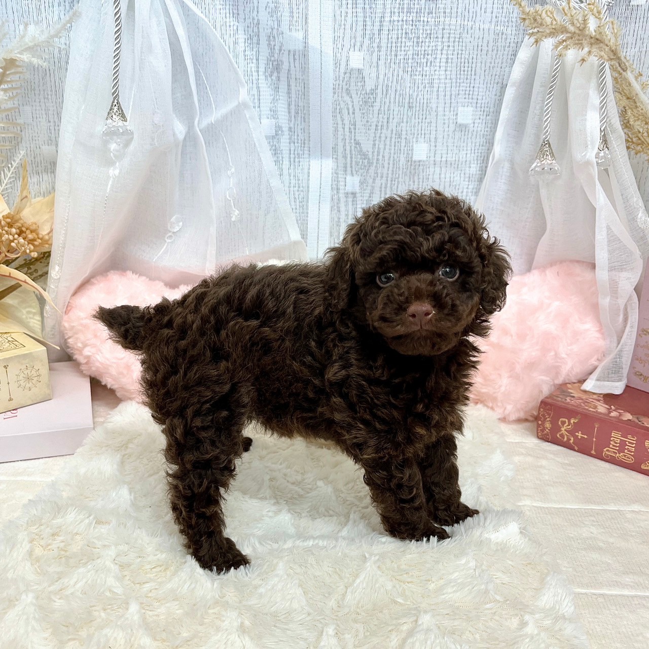 神奈川県のトイプードル(トイ) (犬の家＆猫の里相模原店/2025年6月20日生まれ/女の子/ブラウン)の子犬の4枚目の画像