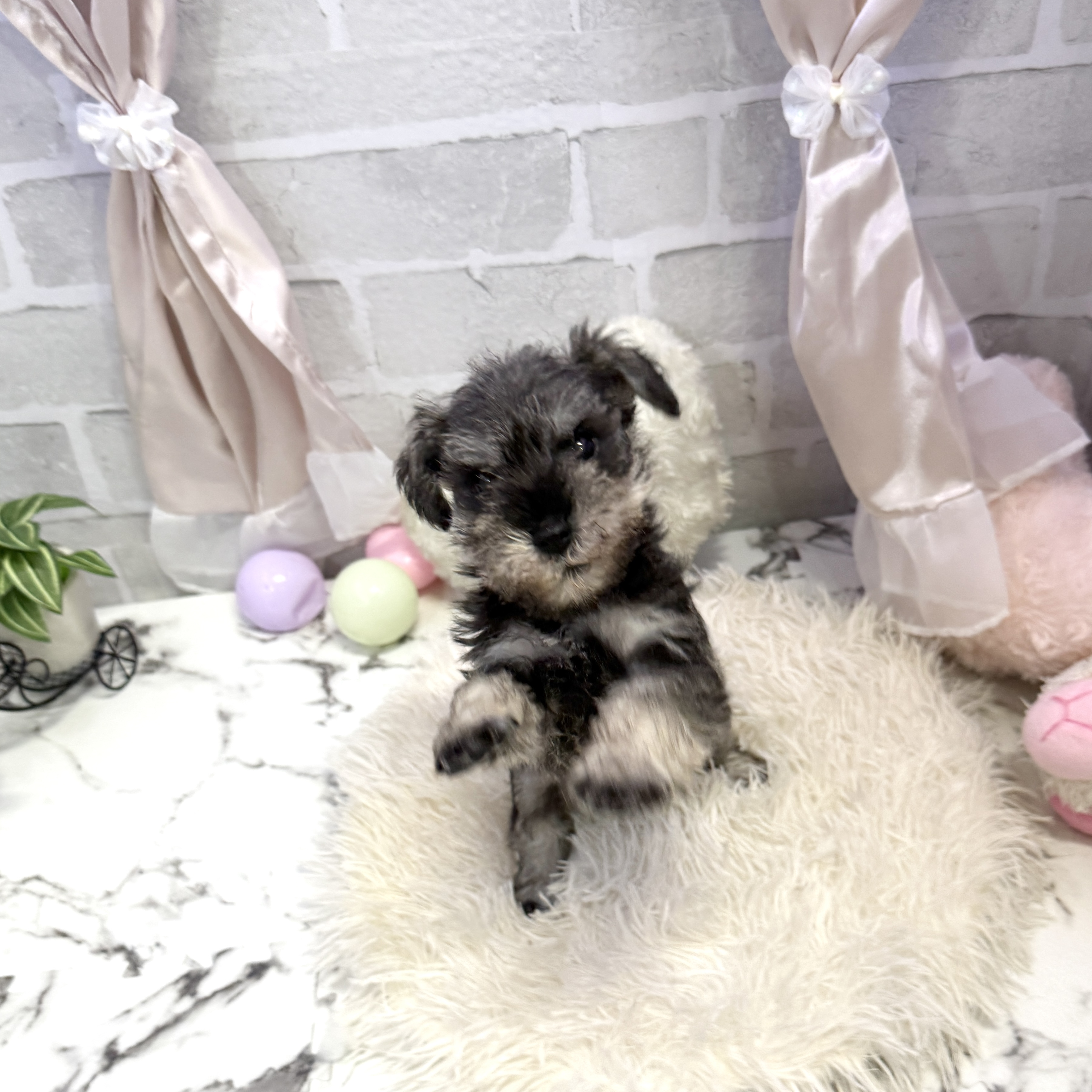 愛知県のミニチュアシュナウザー (犬の家＆猫の里岡崎店/2025年6月18日生まれ/男の子/ソルトペッパー)の子犬の4枚目の画像