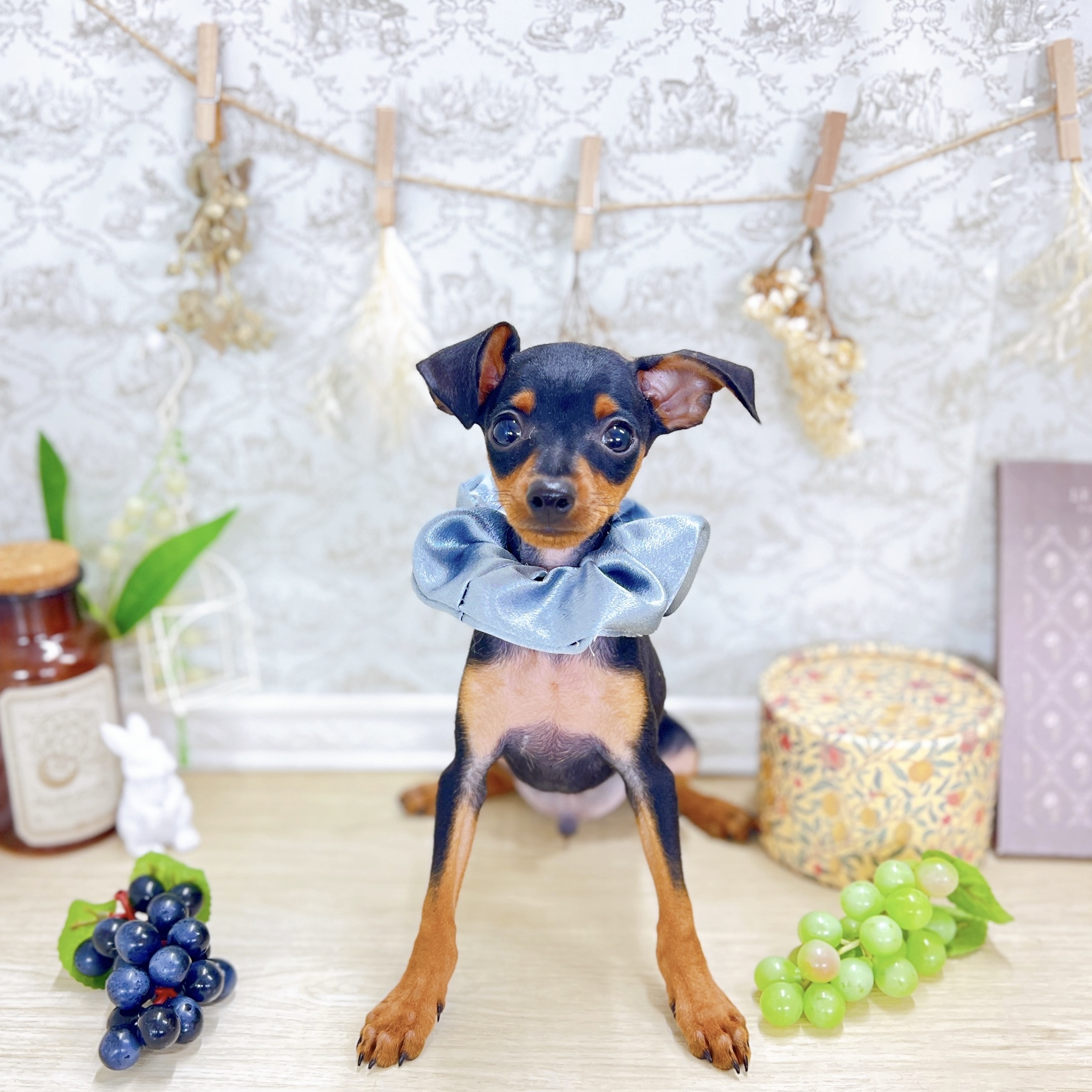 福井県のミニチュアピンシャー (犬の家＆猫の里アミーゴ福井大和田店/2025年6月23日生まれ/男の子/ブラックタン)の子犬の1枚目の画像