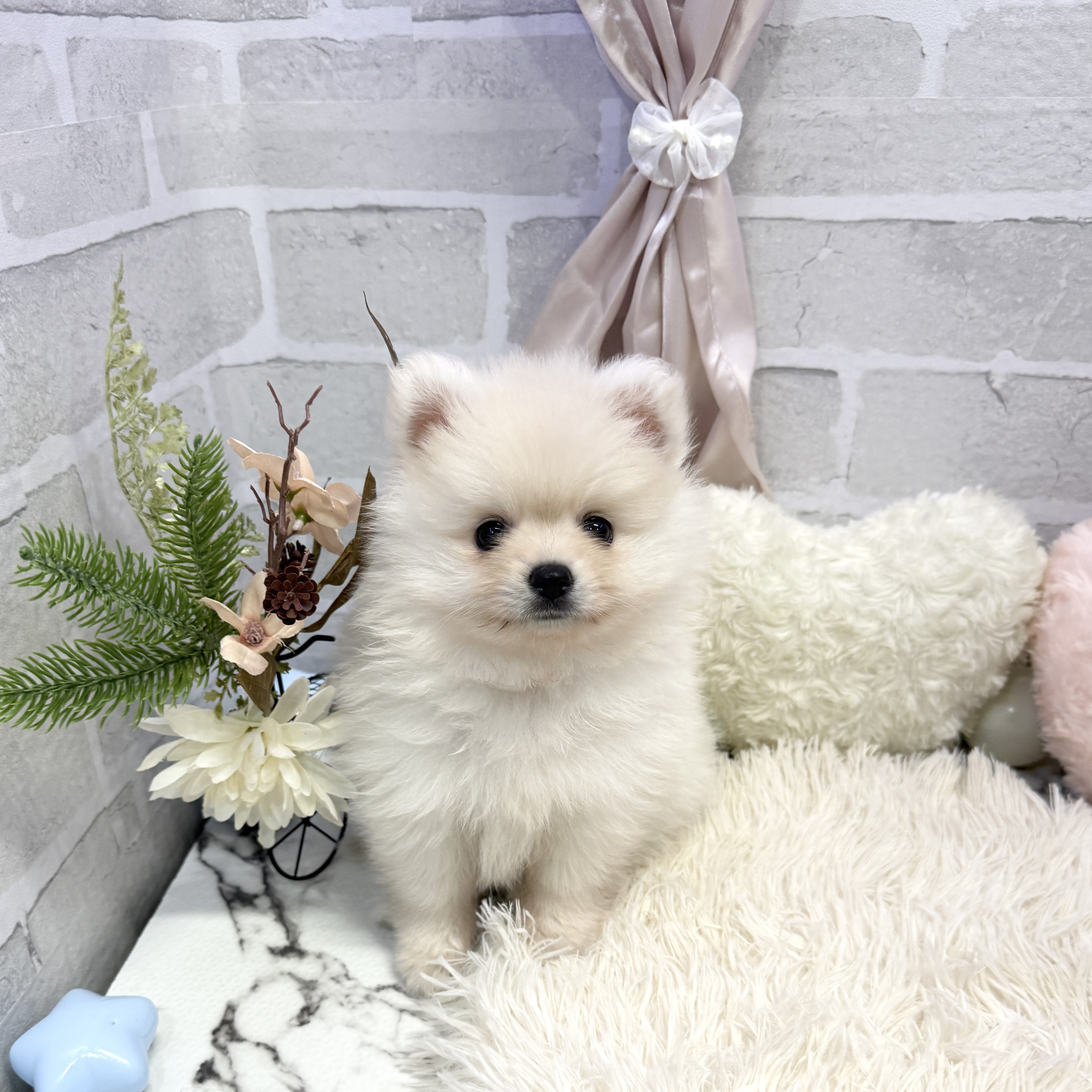 愛知県のポメラニアン (犬の家＆猫の里岡崎店/2025年6月22日生まれ/女の子/クリーム)の子犬の1枚目の画像