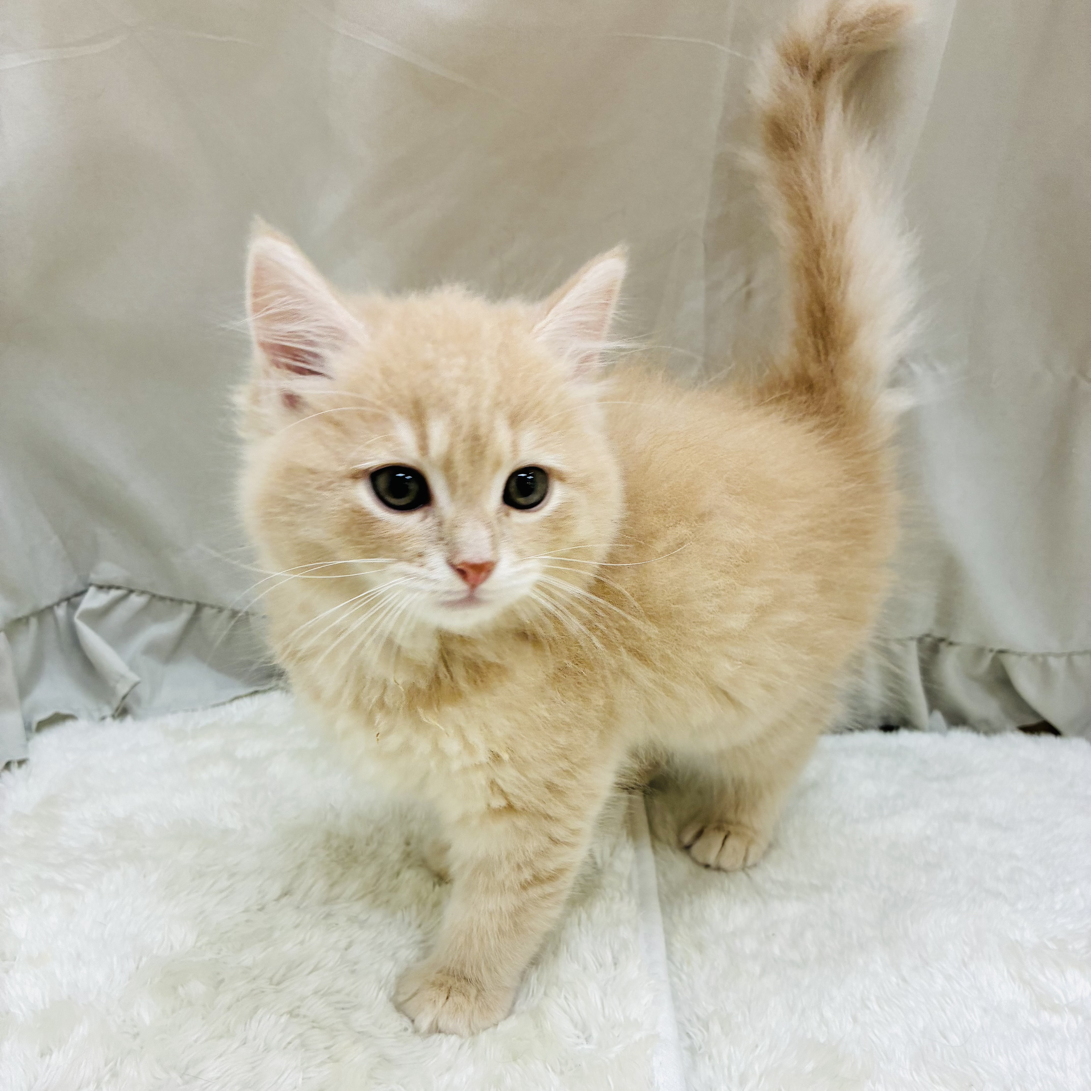 愛知県のマンチカン (犬の家＆猫の里アミーゴ神の倉店/2025年9月12日生まれ/男の子/クリームタビー)の子猫の4枚目の画像