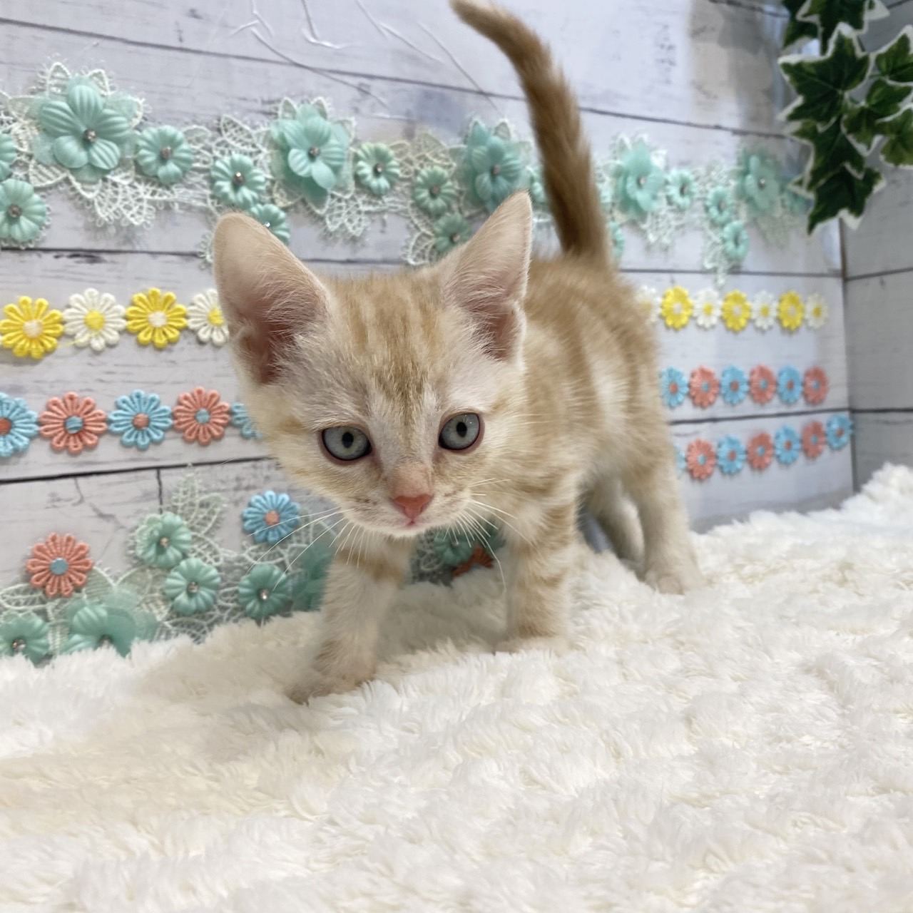 長野県のアメリカンショートヘアー (犬の家＆猫の里カインズ梓川店/2025年6月24日生まれ/男の子/レッドタビー)の子猫の4枚目の画像