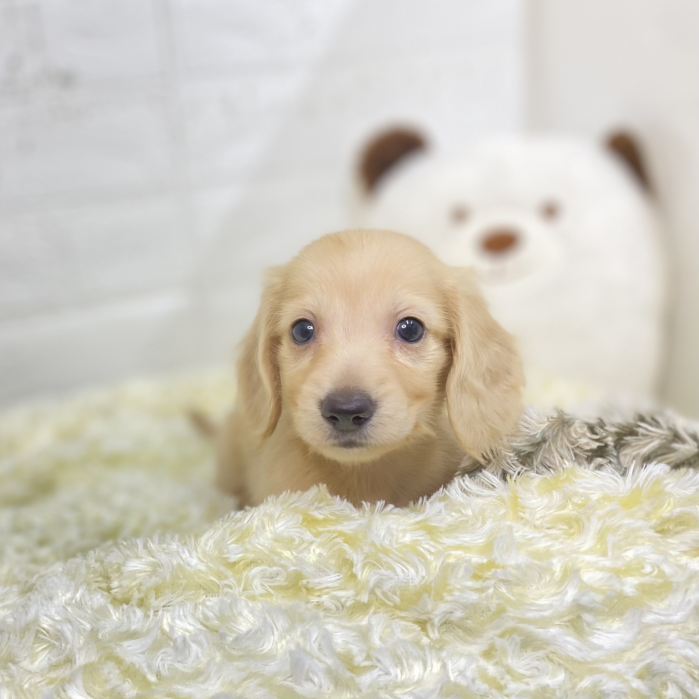 長野県のミニチュアダックスフンド(ロング) (犬の家＆猫の里長野店/2025年6月23日生まれ/男の子/イエロー)の子犬の4枚目の画像
