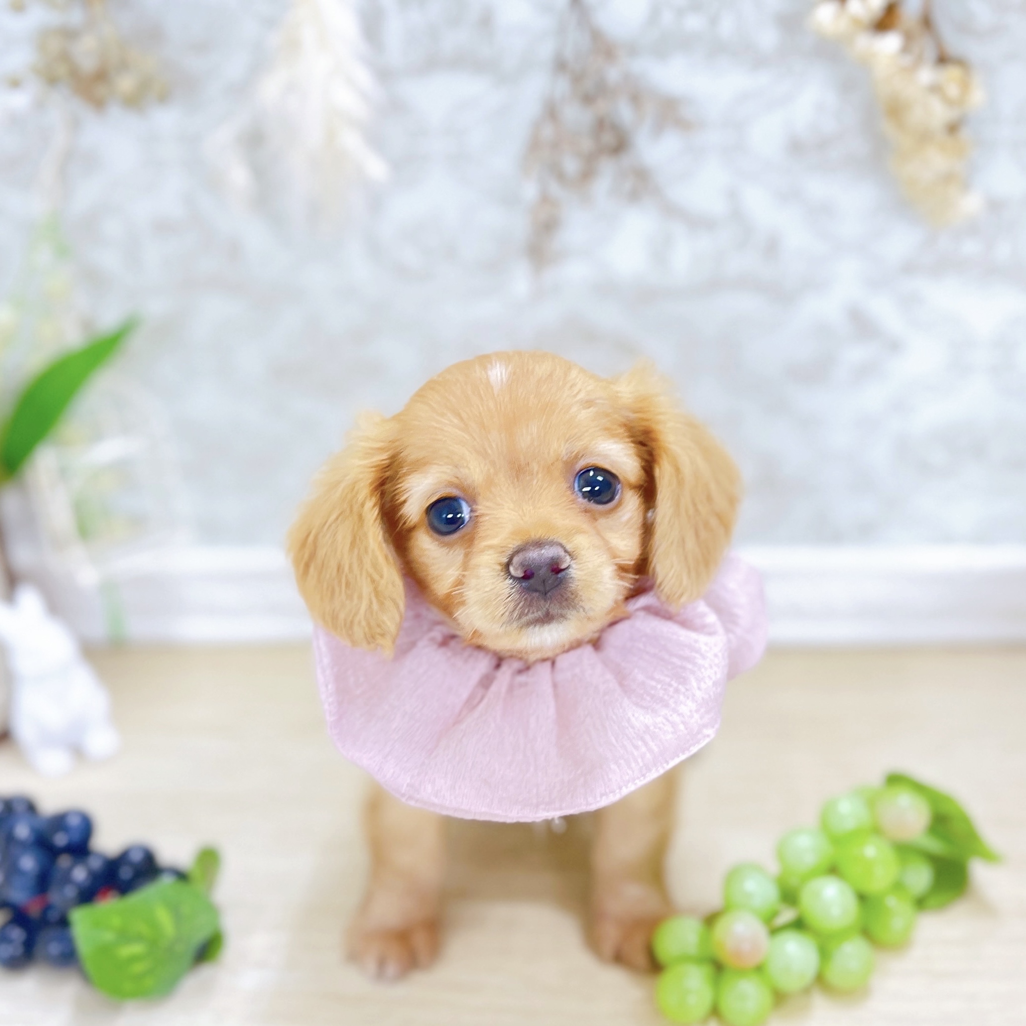 福井県のチワックス(チワワ×ダックス) (犬の家＆猫の里アミーゴ福井大和田店/2025年6月23日生まれ/女の子/イエロー)の子犬の1枚目の画像