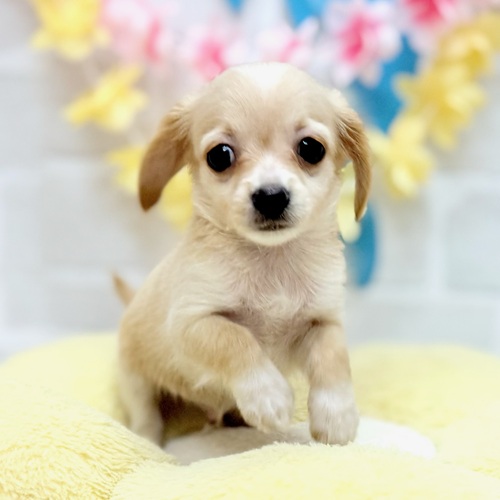 静岡県のチワックス(チワワ×ダックス) (犬の家＆猫の里プレ葉ウォーク浜北店/2025年6月20日生まれ/男の子/イエロー)の子犬の4枚目の画像