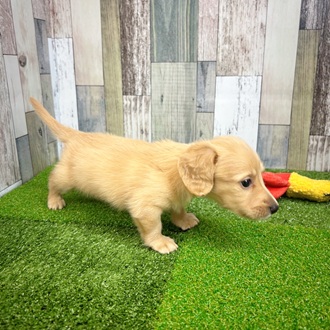 静岡県のカニンヘンダックスフンド(ロング) (犬の家＆猫の里マークイズ静岡店/2025年6月24日生まれ/男の子/イエロー)の子犬の4枚目の画像