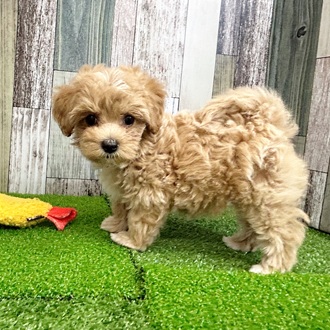 静岡県のマルプー(マルチーズ×プードル) (犬の家＆猫の里マークイズ静岡店/2025年6月23日生まれ/女の子/アプリコット)の子犬の4枚目の画像