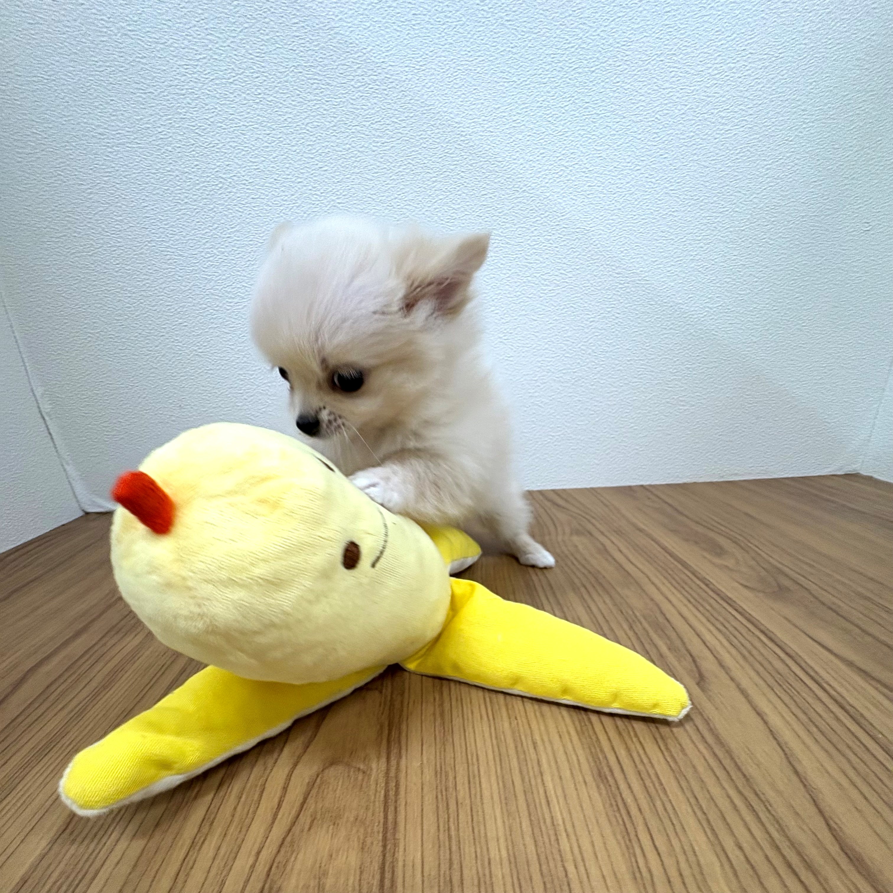 福岡県のポメチワ/チワポメ/ポメチー(ポメラニアン×チワワ) (犬の家＆猫の里トリアス久山店/2025年6月24日生まれ/女の子/クリーム)の子犬の4枚目の画像