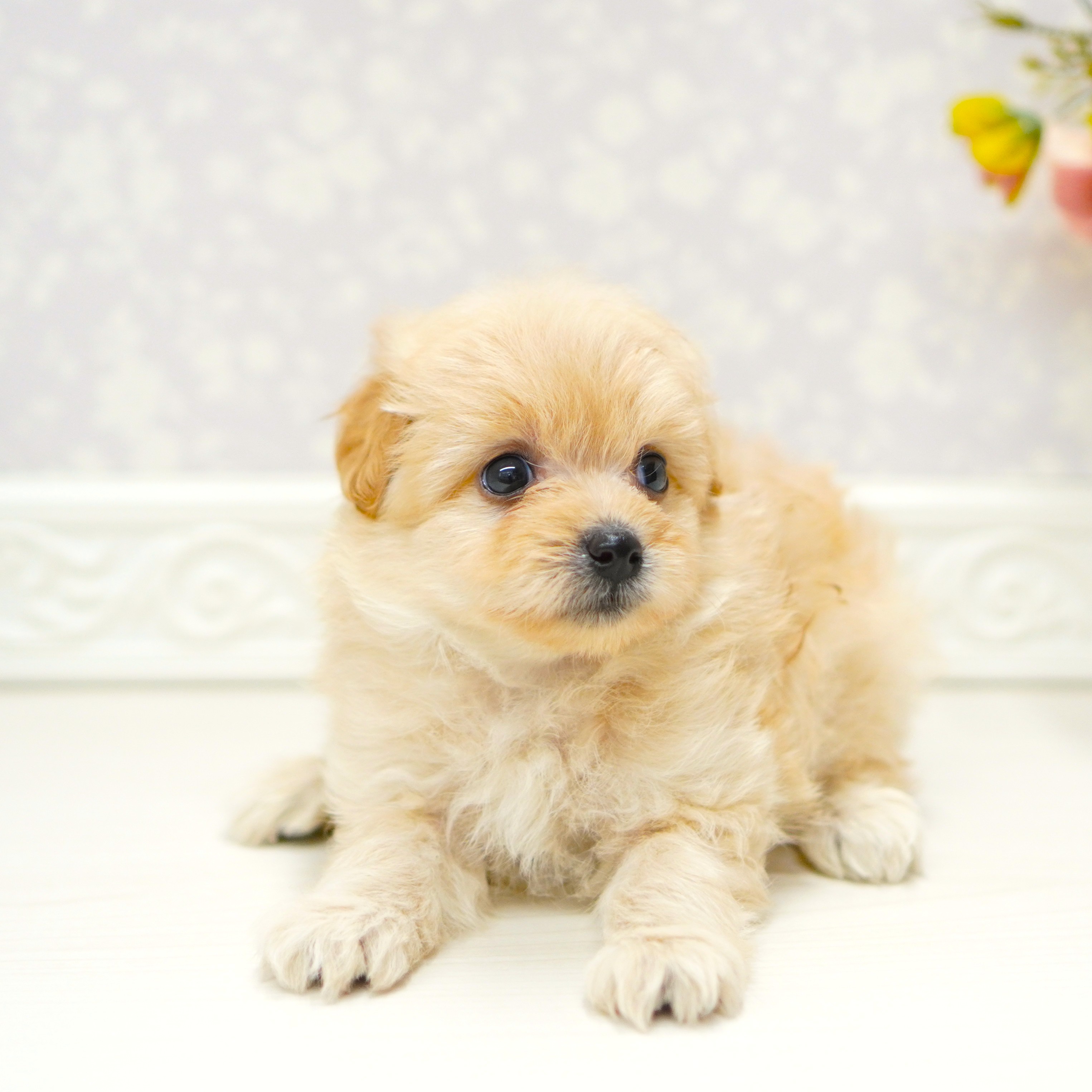 富山県のポメプー(ポメラニアン×プードル) (犬の家＆猫の里アミーゴ山室店/2025年6月20日生まれ/男の子/アプリコット)の子犬の4枚目の画像