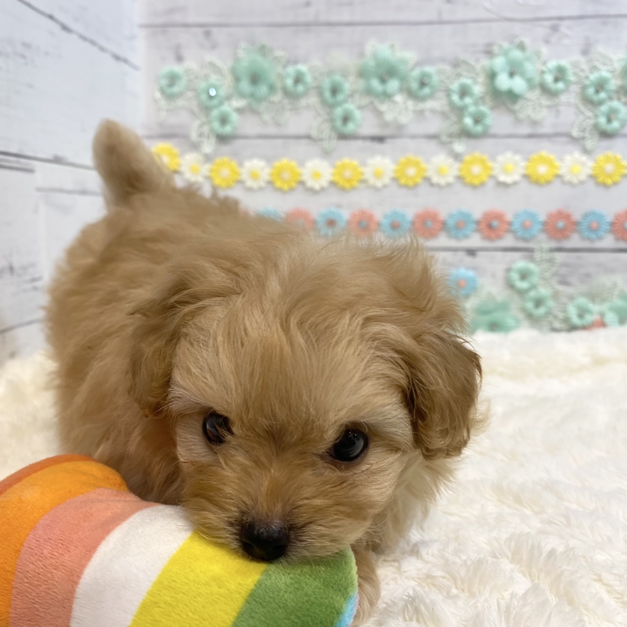 長野県のポメプー(ポメラニアン×プードル) (犬の家＆猫の里カインズ梓川店/2025年6月21日生まれ/男の子/アプリコット)の子犬の4枚目の画像