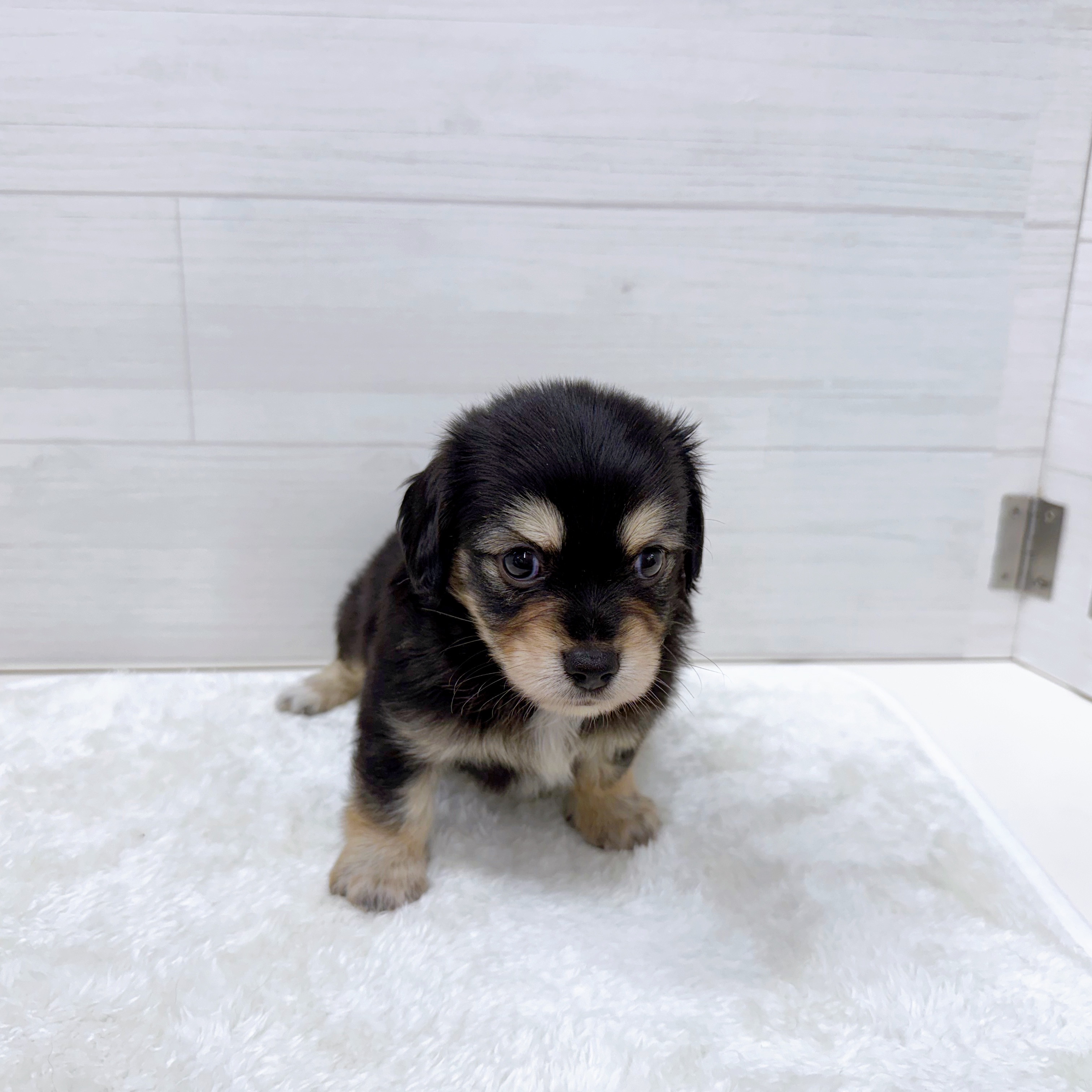 石川県のチワックス(チワワ×ダックス) (犬の家＆猫の里アミーゴ金沢おこばた店/2025年6月24日生まれ/男の子/ブラックイエロー)の子犬の4枚目の画像