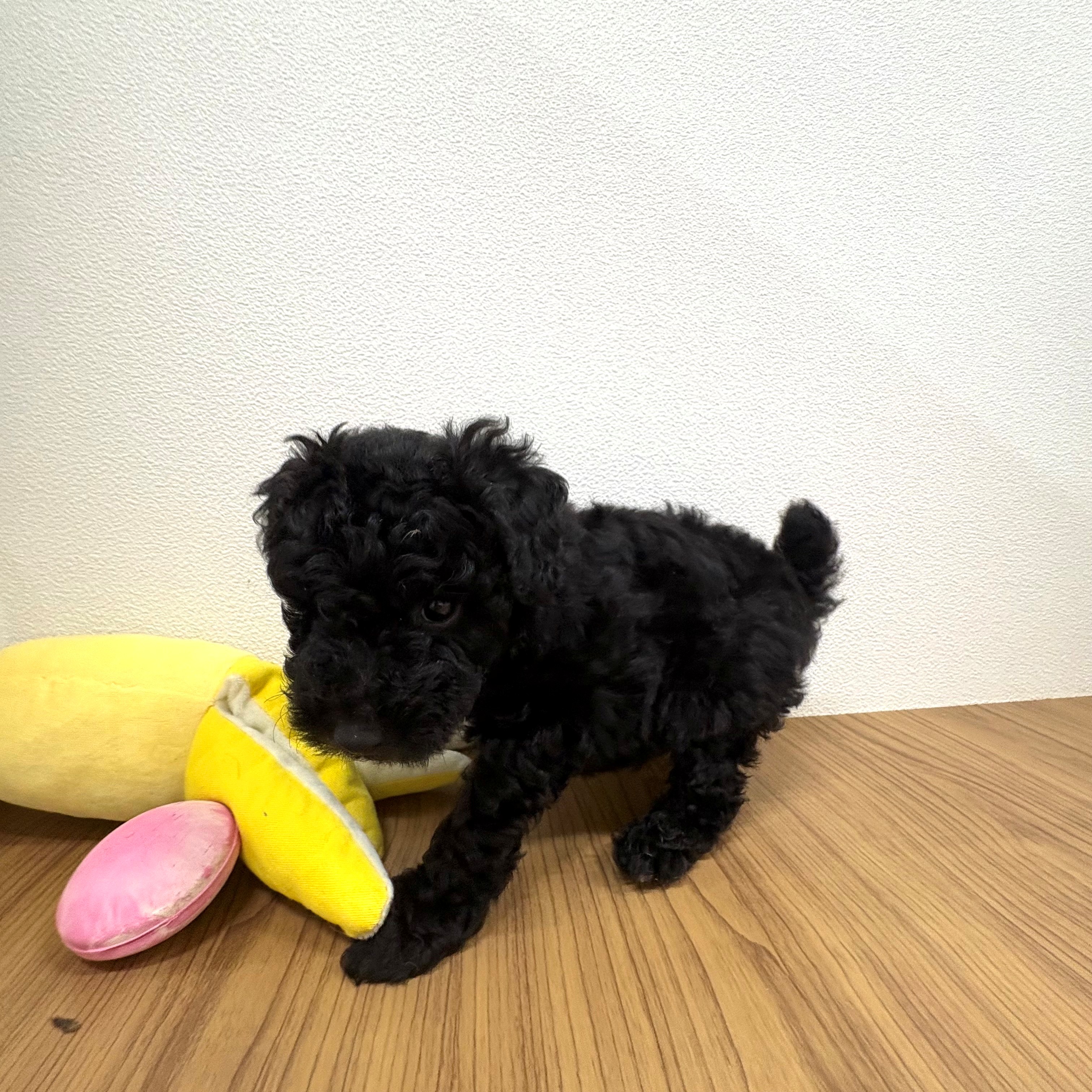 福岡県のトイプードル(トイ) (犬の家＆猫の里トリアス久山店/2025年6月24日生まれ/男の子/ブラック)の子犬の4枚目の画像
