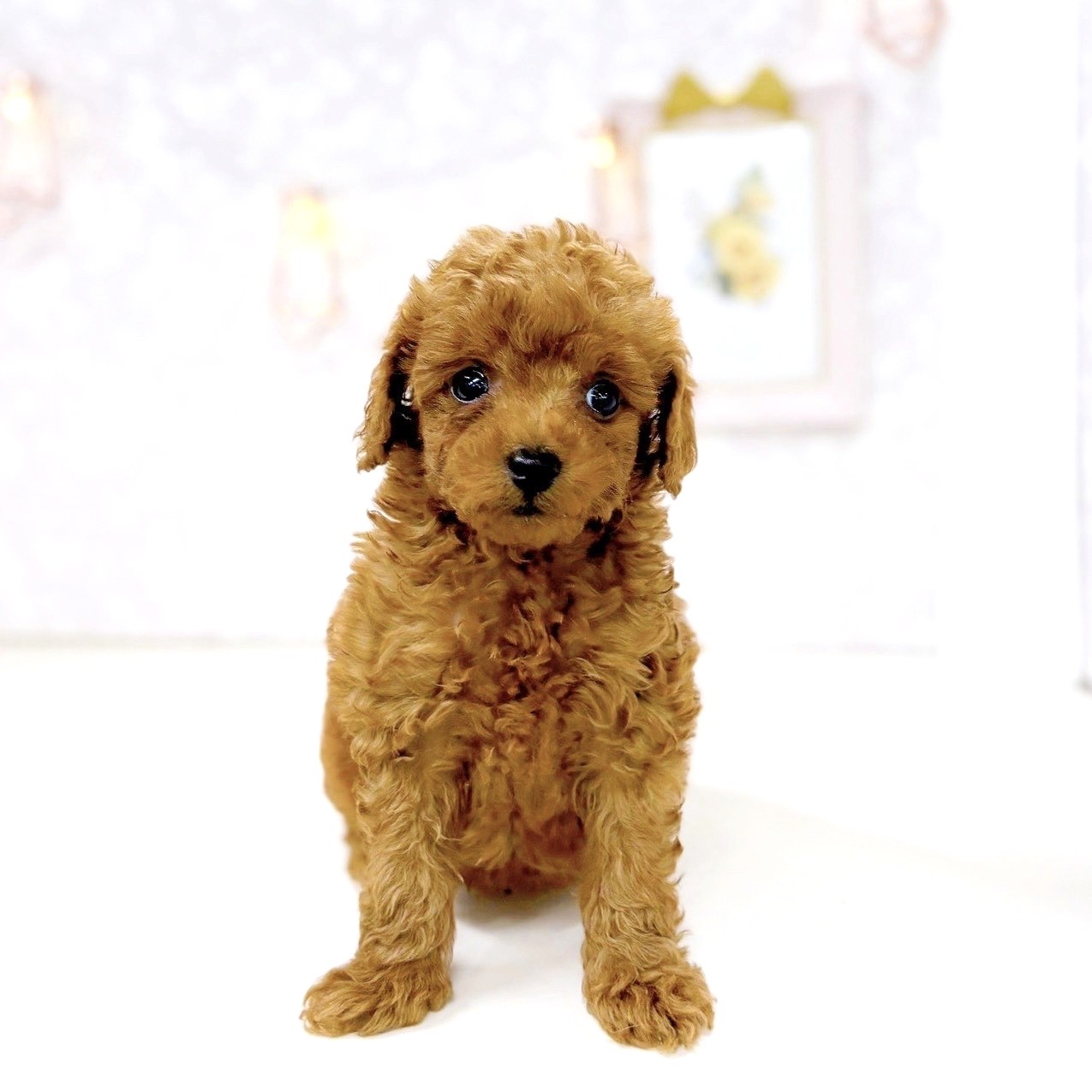 富山県のトイプードル(トイ) (犬の家＆猫の里アミーゴ高岡蓮花寺店/2025年6月22日生まれ/男の子/レッド)の子犬の4枚目の画像