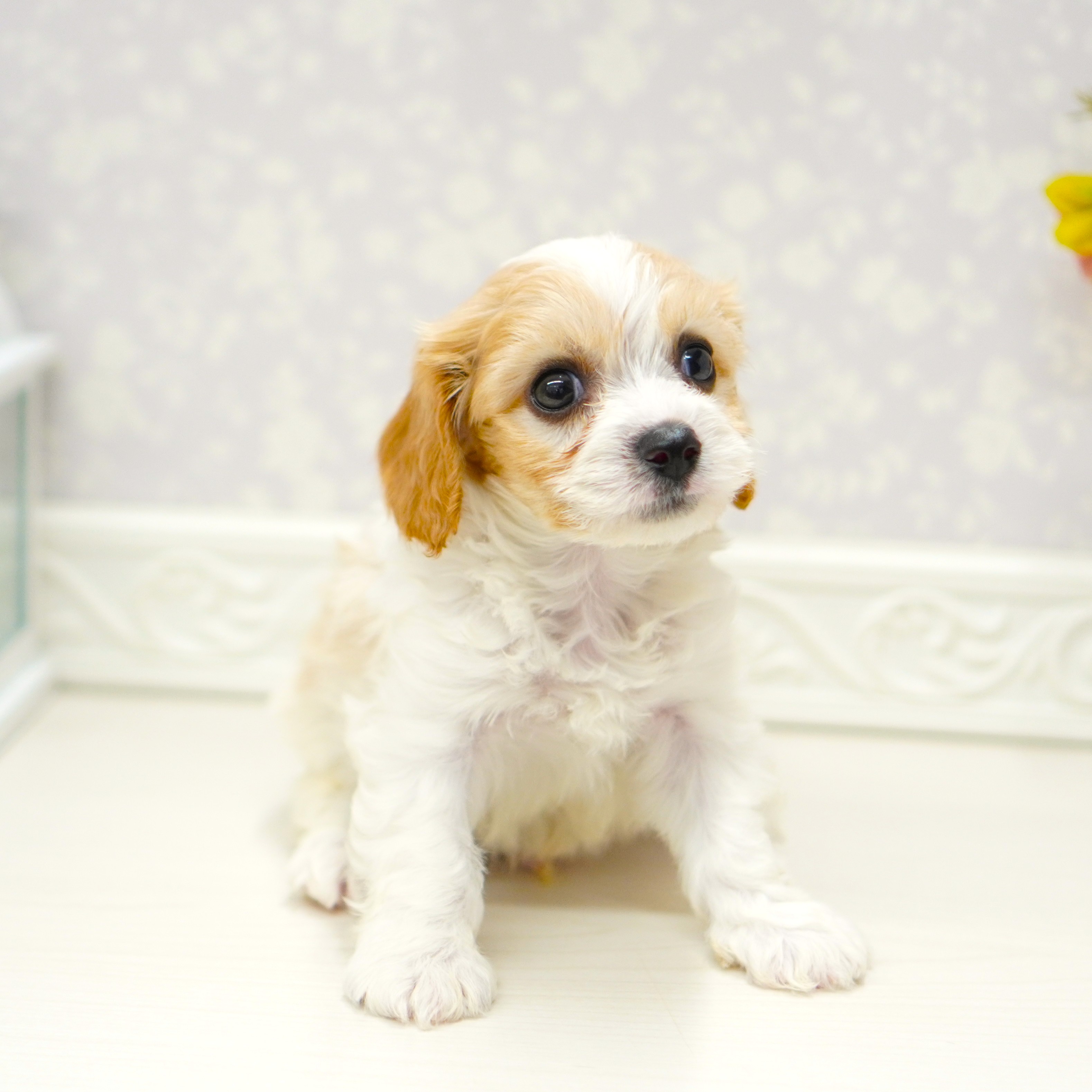 富山県のハーフ犬・ミックス犬 (犬の家＆猫の里アミーゴ山室店/2025年6月24日生まれ/男の子/ブレンハイム)の子犬の4枚目の画像
