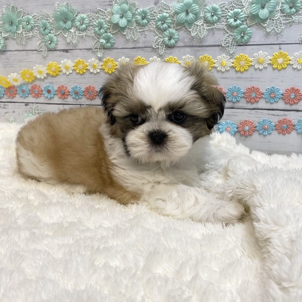 長野県のシーズー (犬の家＆猫の里カインズ梓川店/2025年6月24日生まれ/女の子/ホワイトゴールド)の子犬の4枚目の画像
