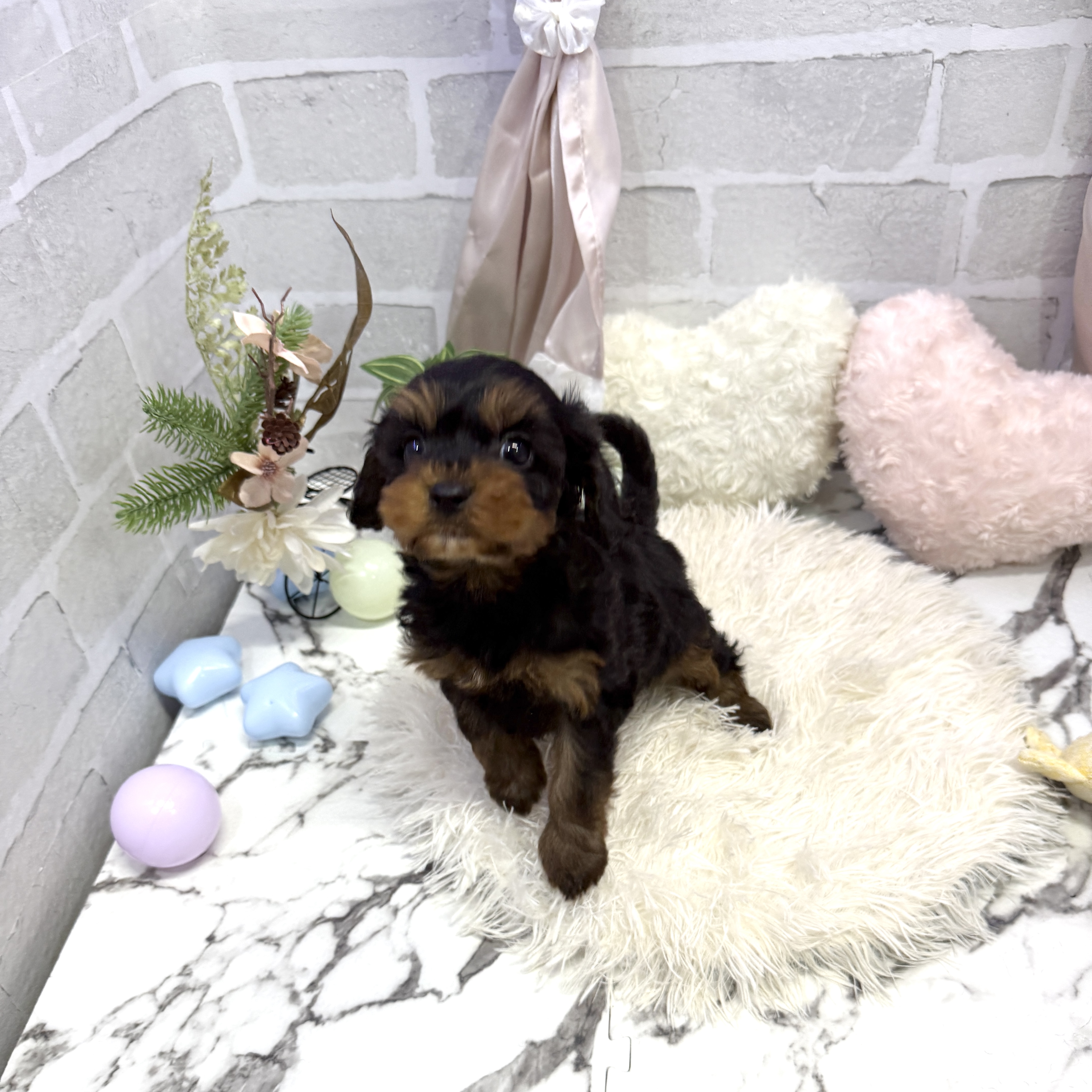 愛知県のキャバプー(キャバリア×プードル) (犬の家＆猫の里岡崎店/2025年6月21日生まれ/男の子/ブラックタン)の子犬の4枚目の画像