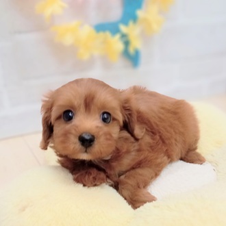 静岡県のキャバプー(キャバリア×プードル) (犬の家＆猫の里プレ葉ウォーク浜北店/2025年6月21日生まれ/女の子/レッド)の子犬の4枚目の画像