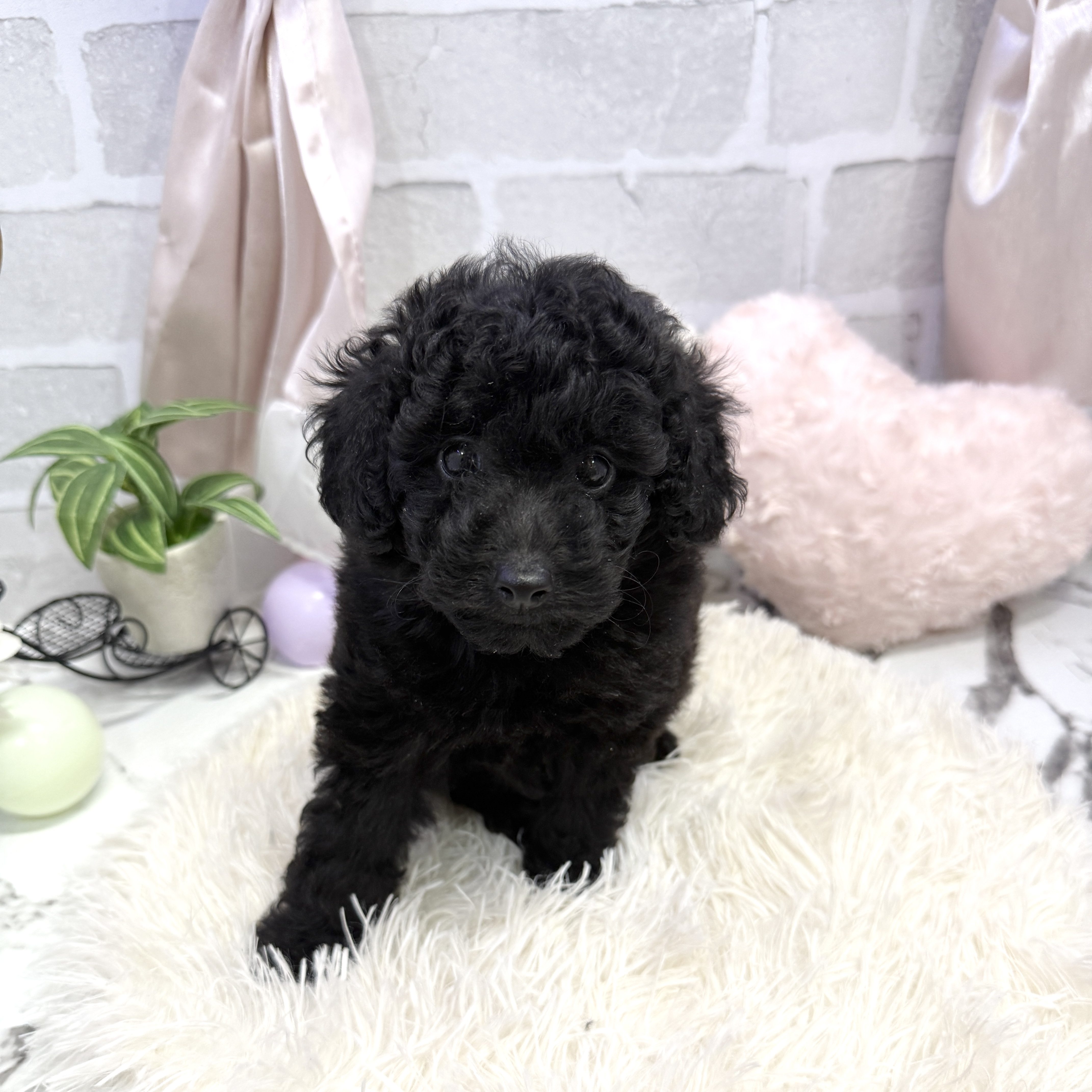 愛知県のトイプードル(トイ) (犬の家＆猫の里岡崎店/2025年6月22日生まれ/男の子/ブラック)の子犬の4枚目の画像