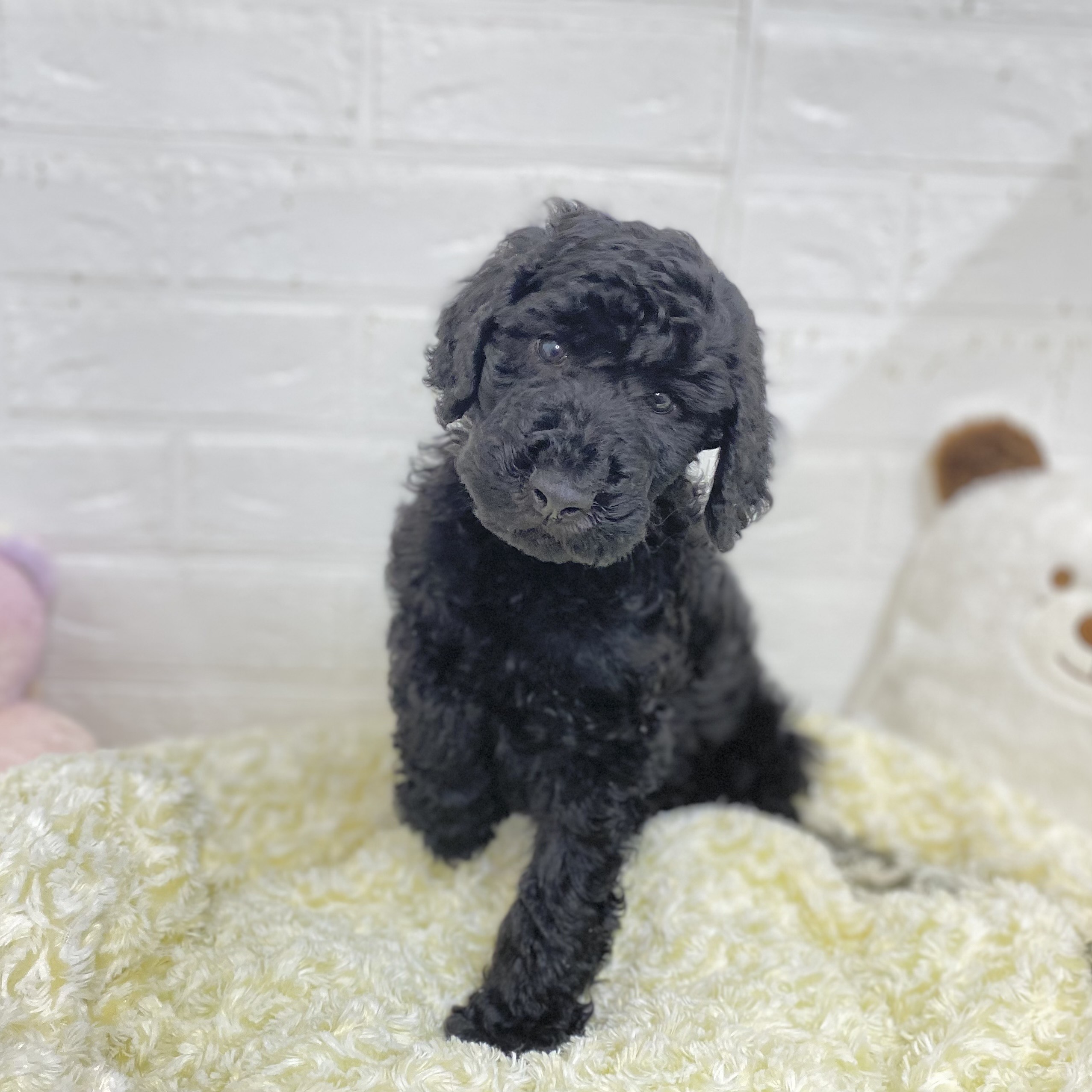 長野県のスタンダードプードル (犬の家＆猫の里長野店/2025年6月22日生まれ/男の子/ブラック)の子犬の4枚目の画像
