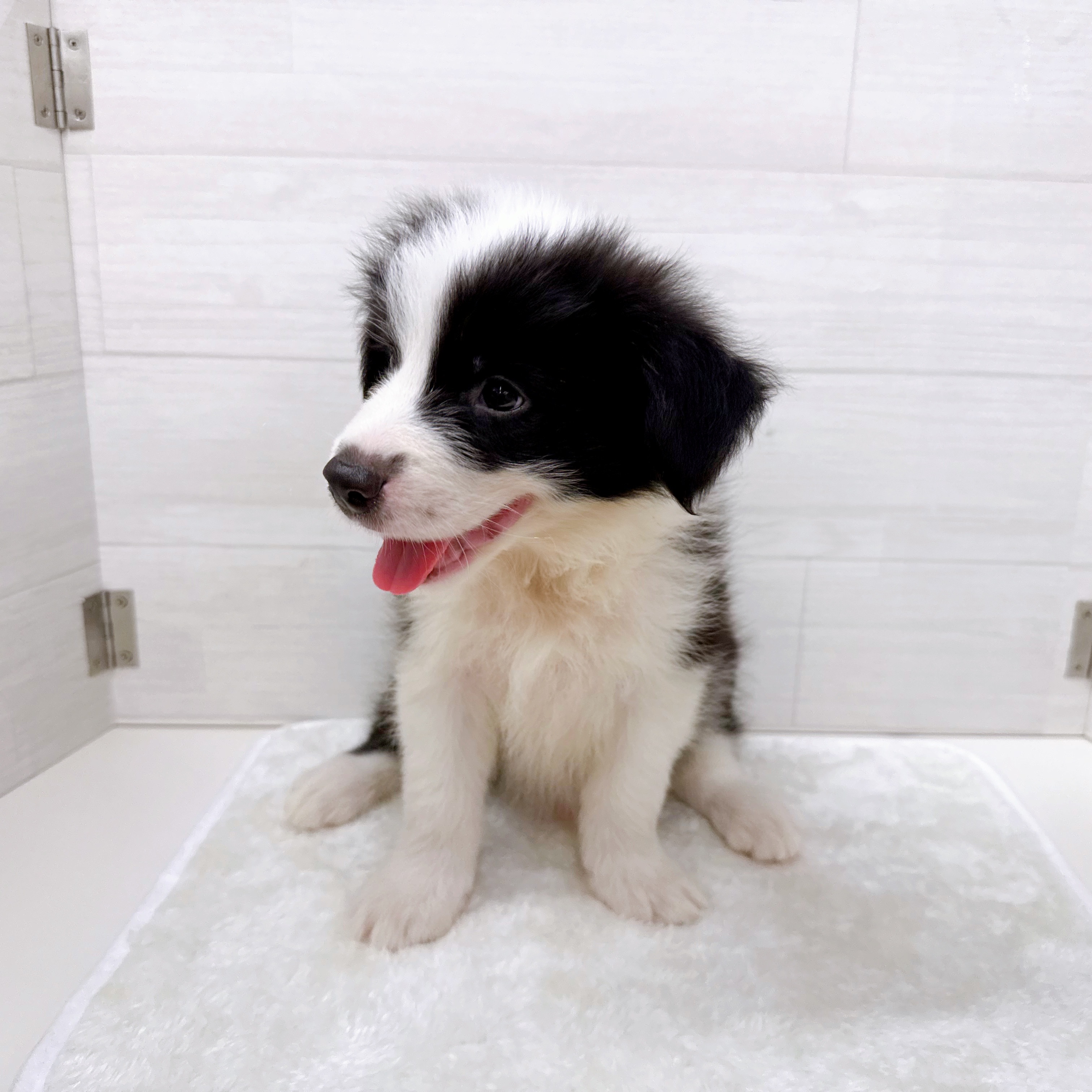 石川県のボーダーコリー (犬の家＆猫の里アミーゴ金沢おこばた店/2025年6月24日生まれ/男の子/ブラックホワイト)の子犬の4枚目の画像