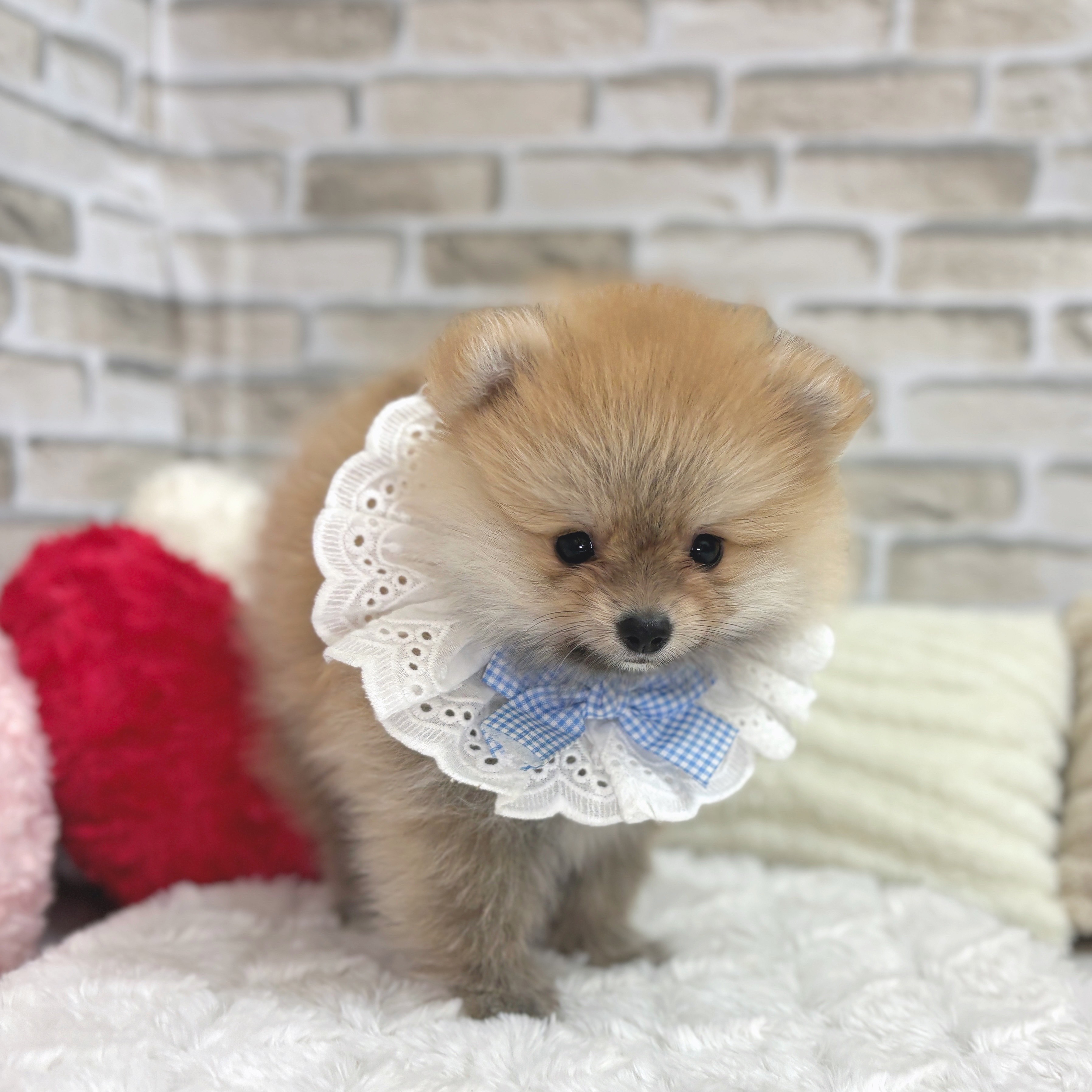 神奈川県のポメラニアン (犬の家＆猫の里モザイクモール港北店/2025年6月23日生まれ/男の子/オレンジセーブル)の子犬の4枚目の画像