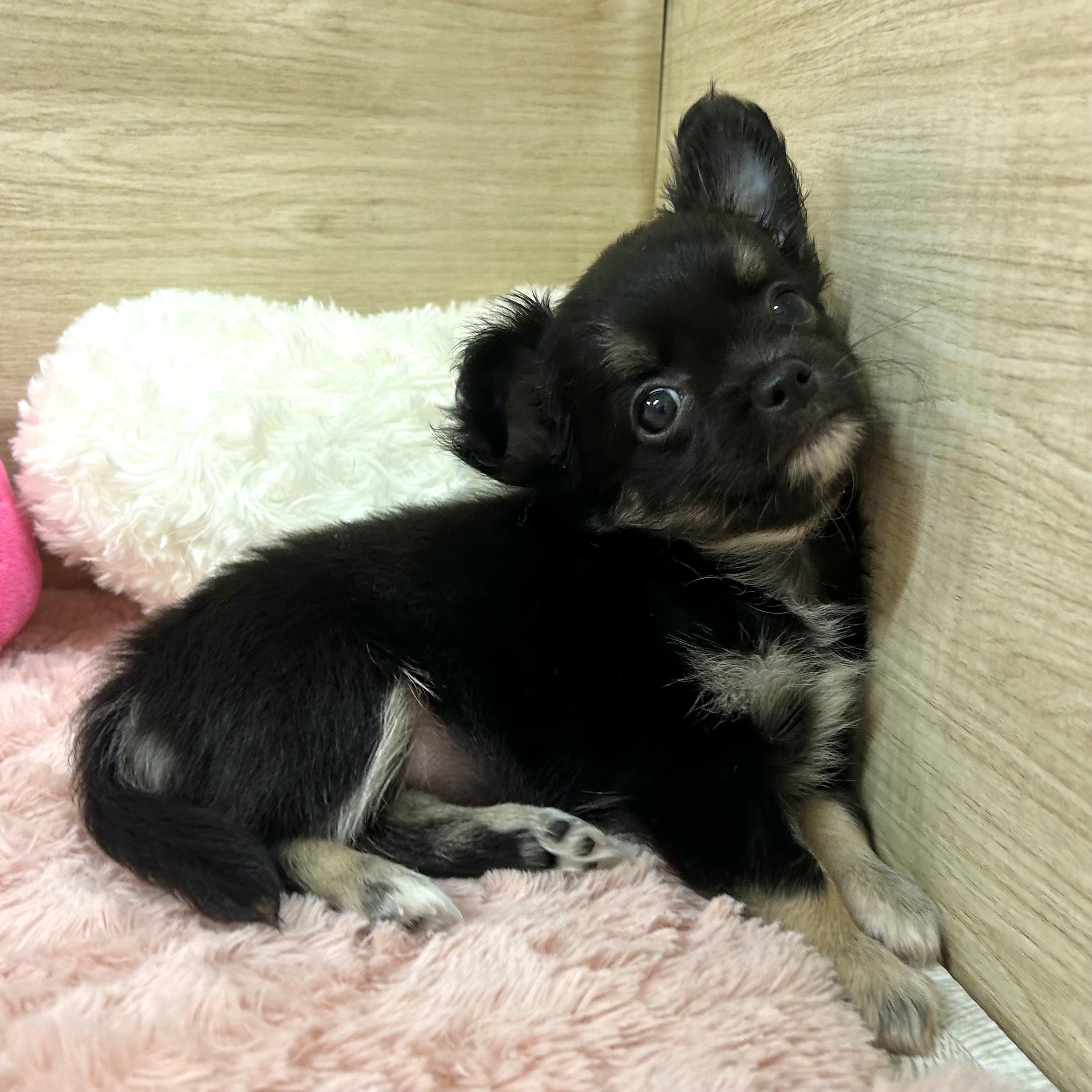大阪府のチワワ(ロング) (犬の家＆猫の里そよら東岸和田店/2025年6月23日生まれ/女の子/ブラックタンホワイト)の子犬の4枚目の画像