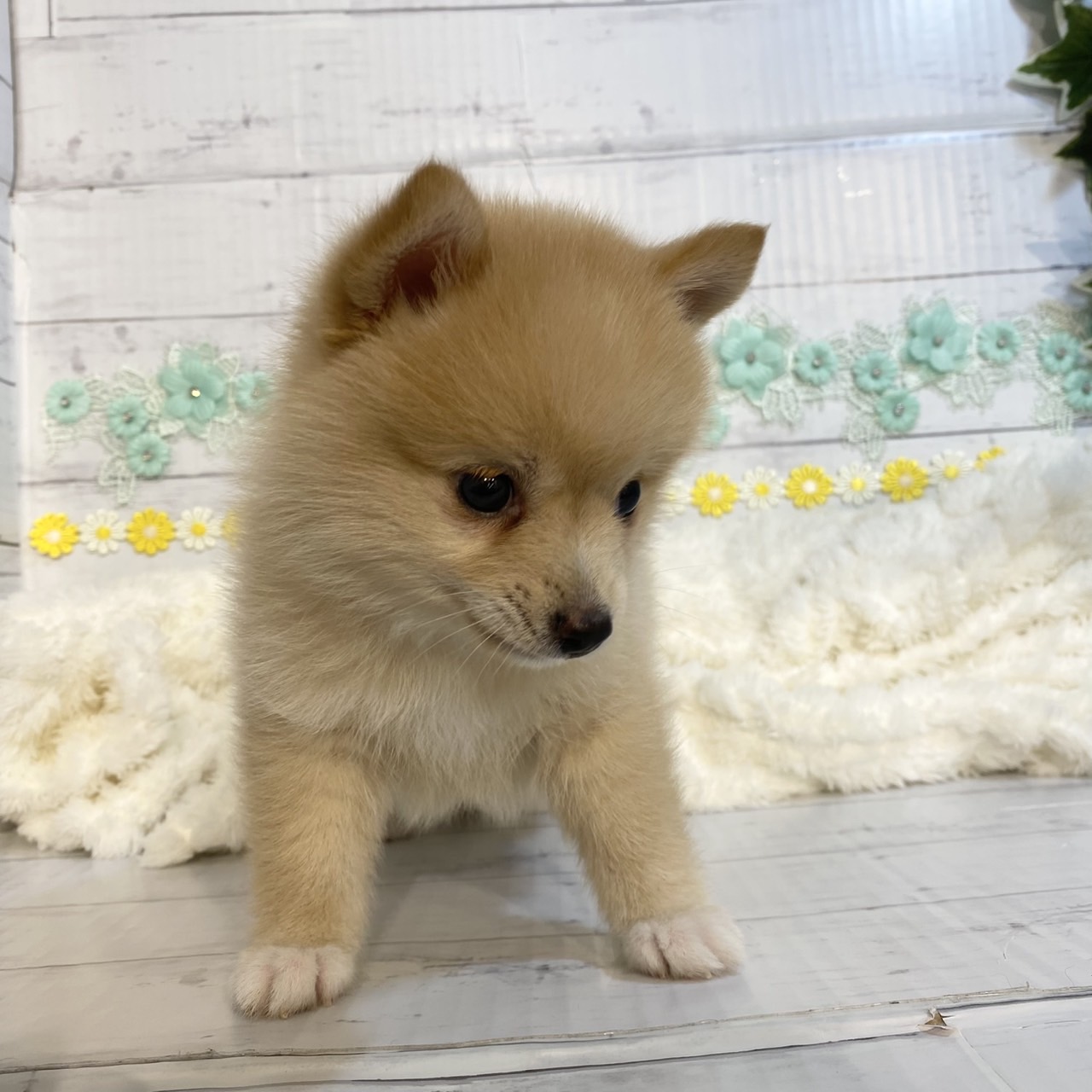 長野県のポメ柴/豆ポメ/ポメ豆柴(ポメラニアン×柴犬) (犬の家＆猫の里カインズ梓川店/2025年6月23日生まれ/女の子/オレンジホワイト)の子犬の4枚目の画像