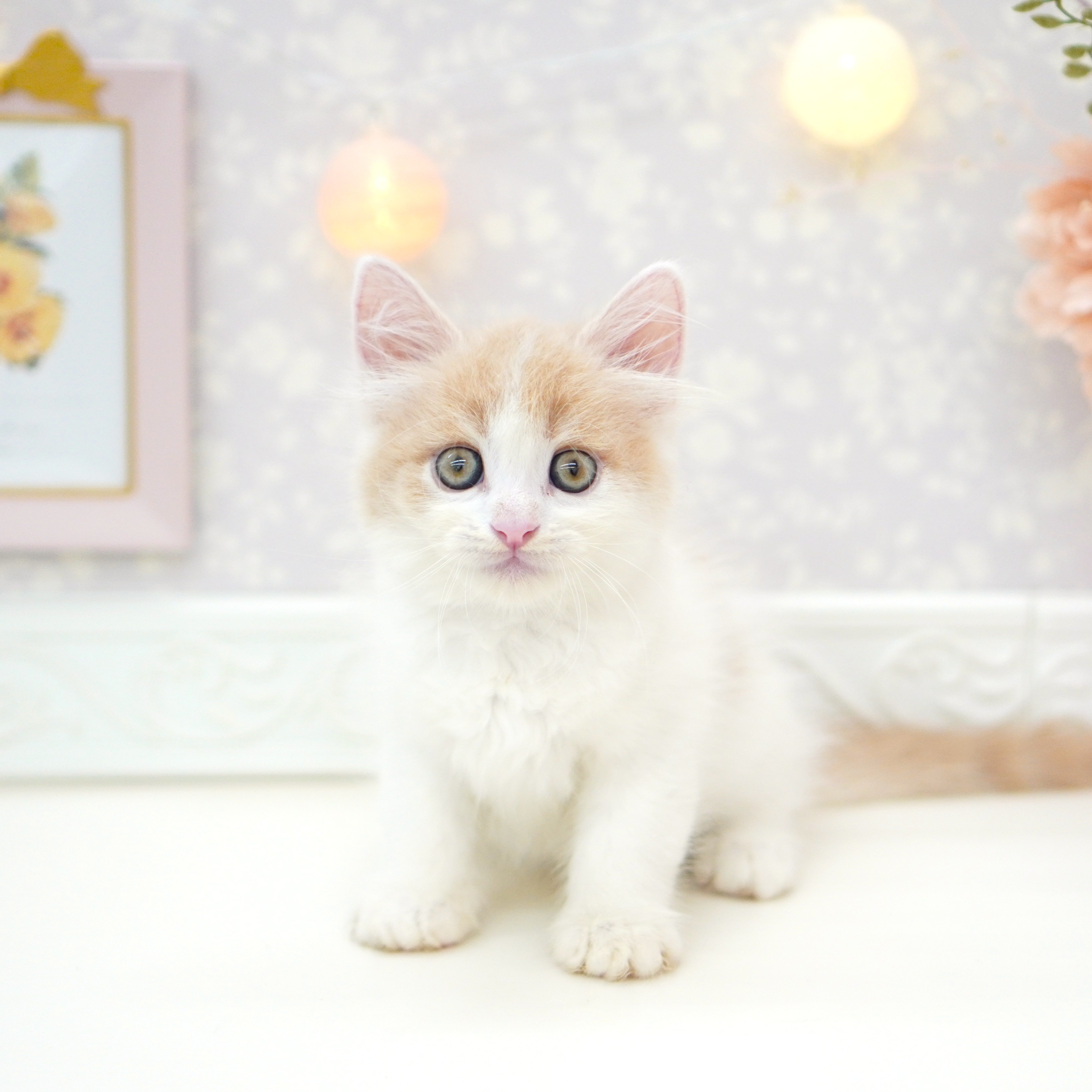 富山県のマンチカン (犬の家＆猫の里富山店/2025年6月19日生まれ/男の子/クリームタビーホワイト)の子猫