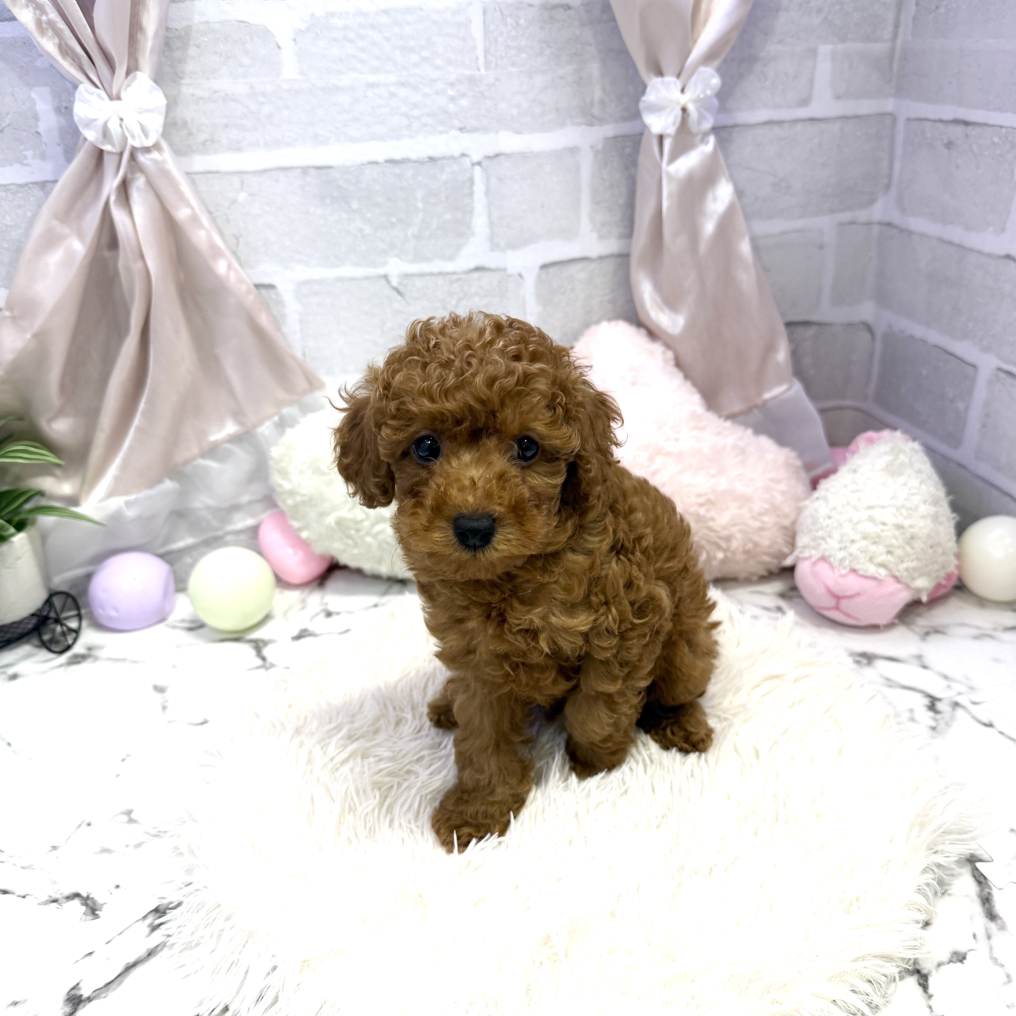 愛知県のトイプードル(トイ) (犬の家＆猫の里岡崎店/2025年6月22日生まれ/男の子/レッド)の子犬の4枚目の画像