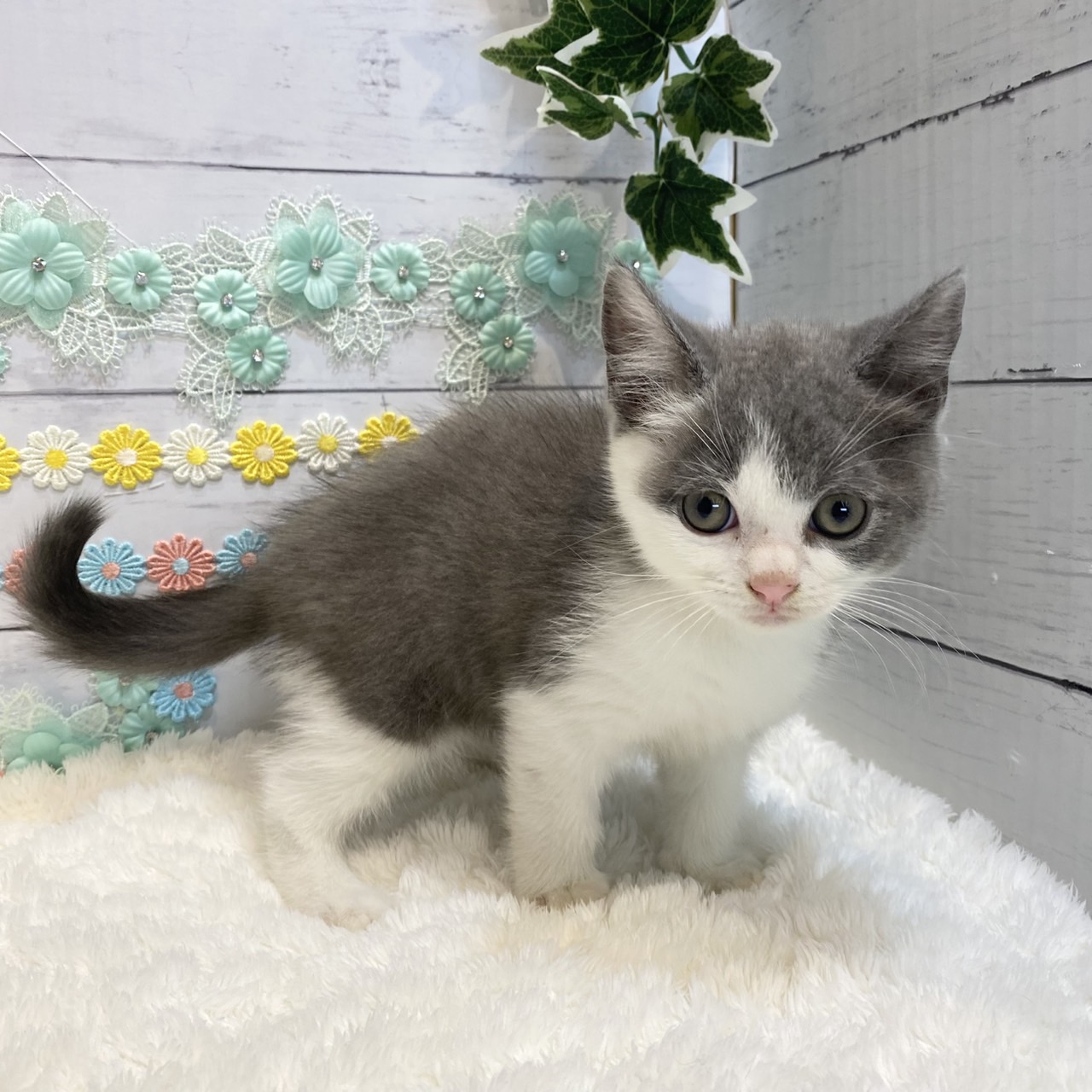 長野県のブリティッシュショートヘアー (犬の家＆猫の里カインズ梓川店/2025年6月19日生まれ/男の子/ブルーホワイト)の子猫の4枚目の画像