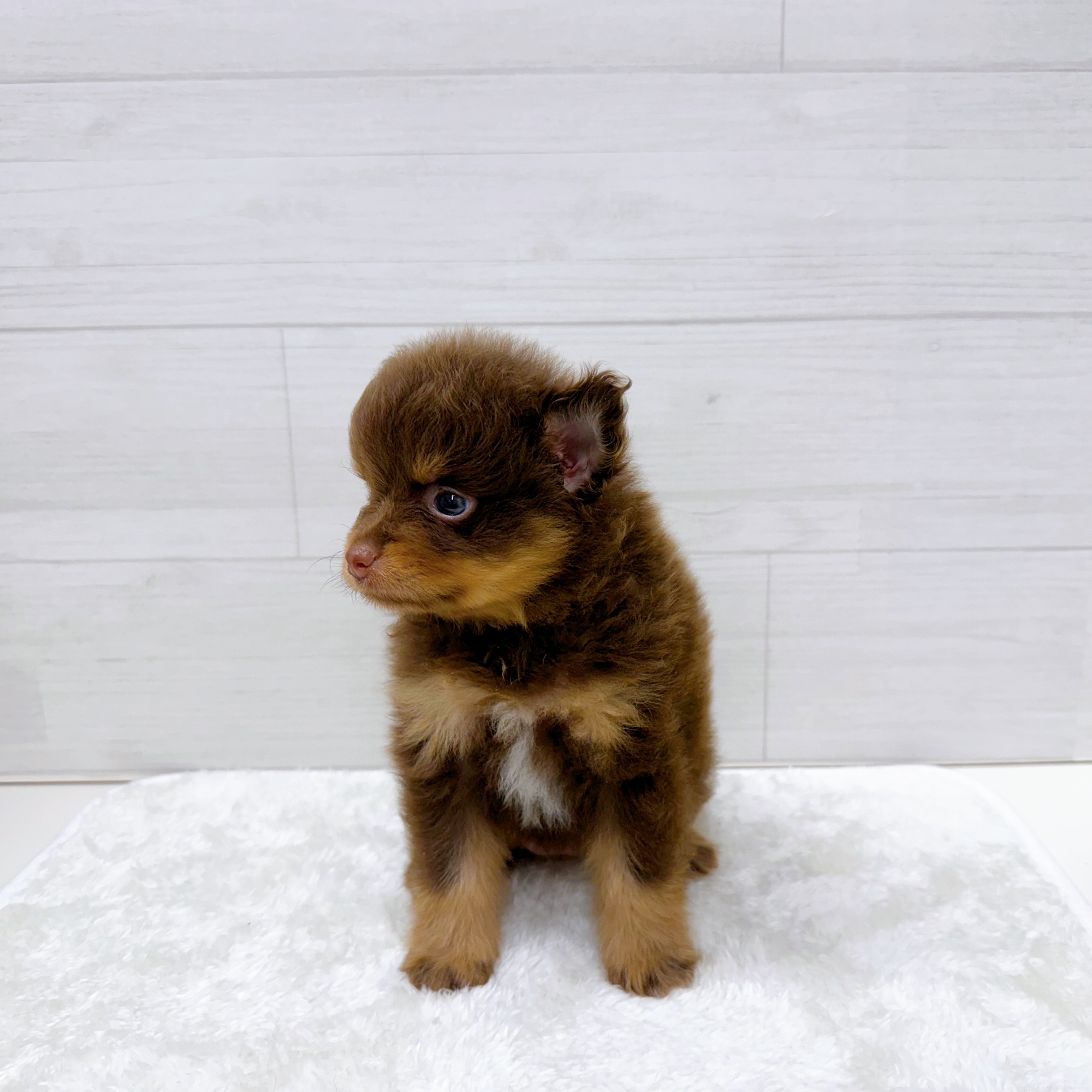 石川県のポメラニアン (犬の家＆猫の里アミーゴ金沢おこばた店/2025年6月23日生まれ/女の子/チョコレートタンホワイト)の子犬の4枚目の画像