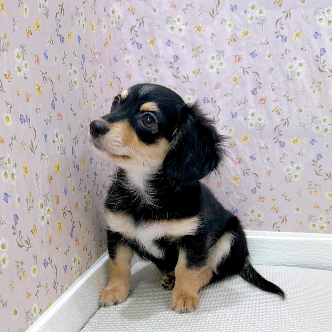 石川県のチワックス(チワワ×ダックス) (犬の家＆猫の里金沢店/2025年6月21日生まれ/女の子/ブラックイエロー)の子犬の4枚目の画像