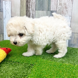 静岡県のビションプー(ビションフリーゼ×プードル) (犬の家＆猫の里マークイズ静岡店/2025年6月24日生まれ/男の子/ホワイト)の子犬の4枚目の画像