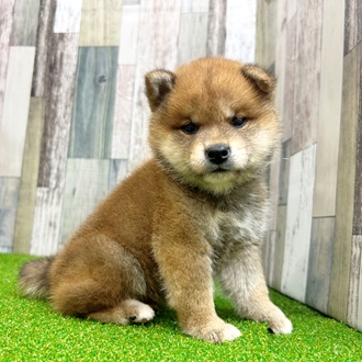 静岡県の柴犬(標準サイズ) (犬の家＆猫の里マークイズ静岡店/2025年6月23日生まれ/男の子/赤)の子犬の1枚目の画像