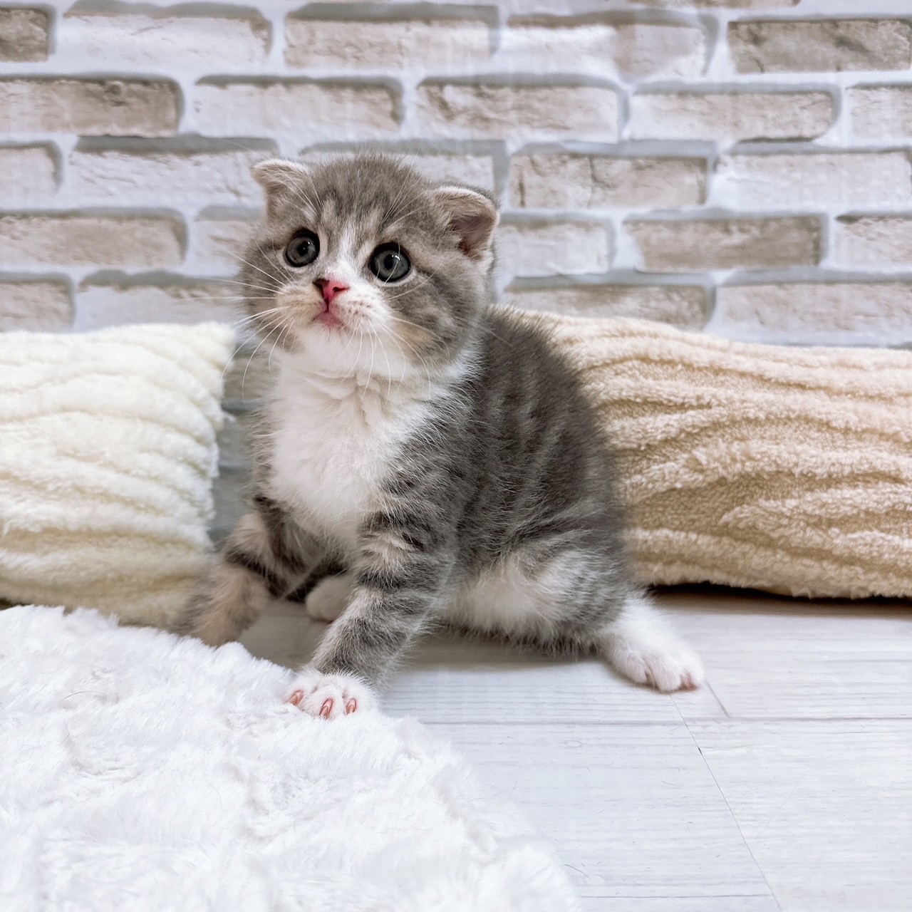 神奈川県のスコティッシュフォールド (犬の家＆猫の里モザイクモール港北店/2025年6月21日生まれ/男の子/ブルータビーホワイト)の子猫の4枚目の画像