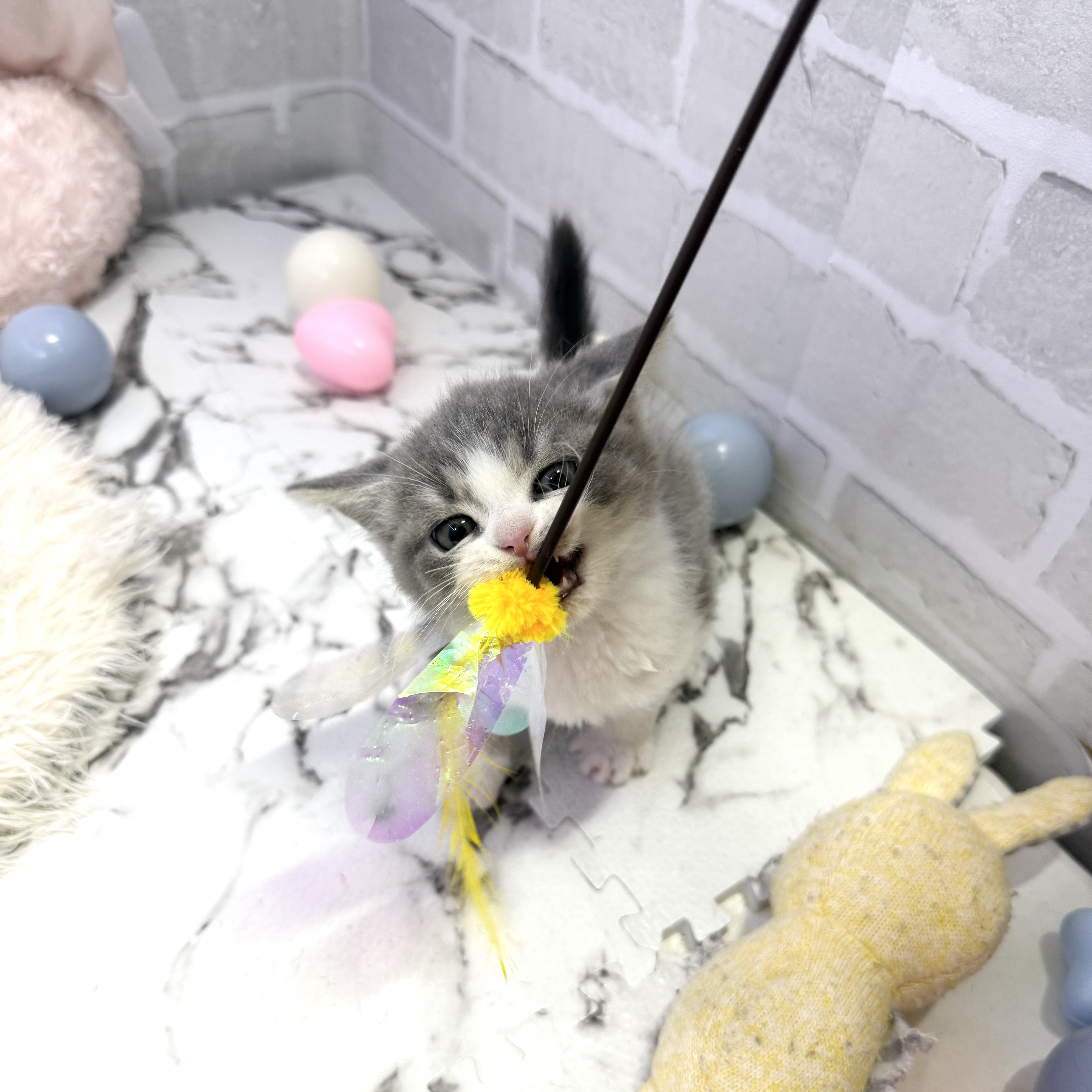 愛知県のスコティッシュフォールド (犬の家＆猫の里岡崎店/2025年6月21日生まれ/男の子/ブルータビーホワイト)の子猫の4枚目の画像