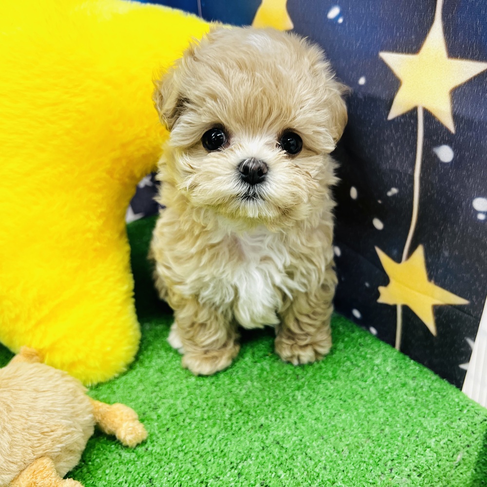 愛知県のマルプー(マルチーズ×プードル) (犬の家＆猫の里名古屋天白店/2025年6月24日生まれ/男の子/アプリコット)の子犬の1枚目の画像