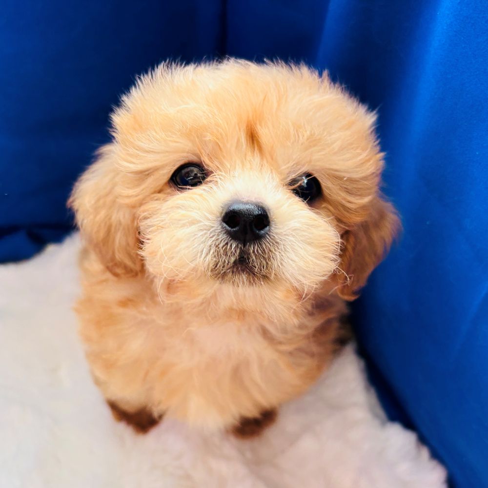 愛知県のペキプー(ペキニーズ×プードル) (犬の家＆猫の里愛知刈谷店/2025年6月21日生まれ/男の子/アプリコット)の子犬の4枚目の画像