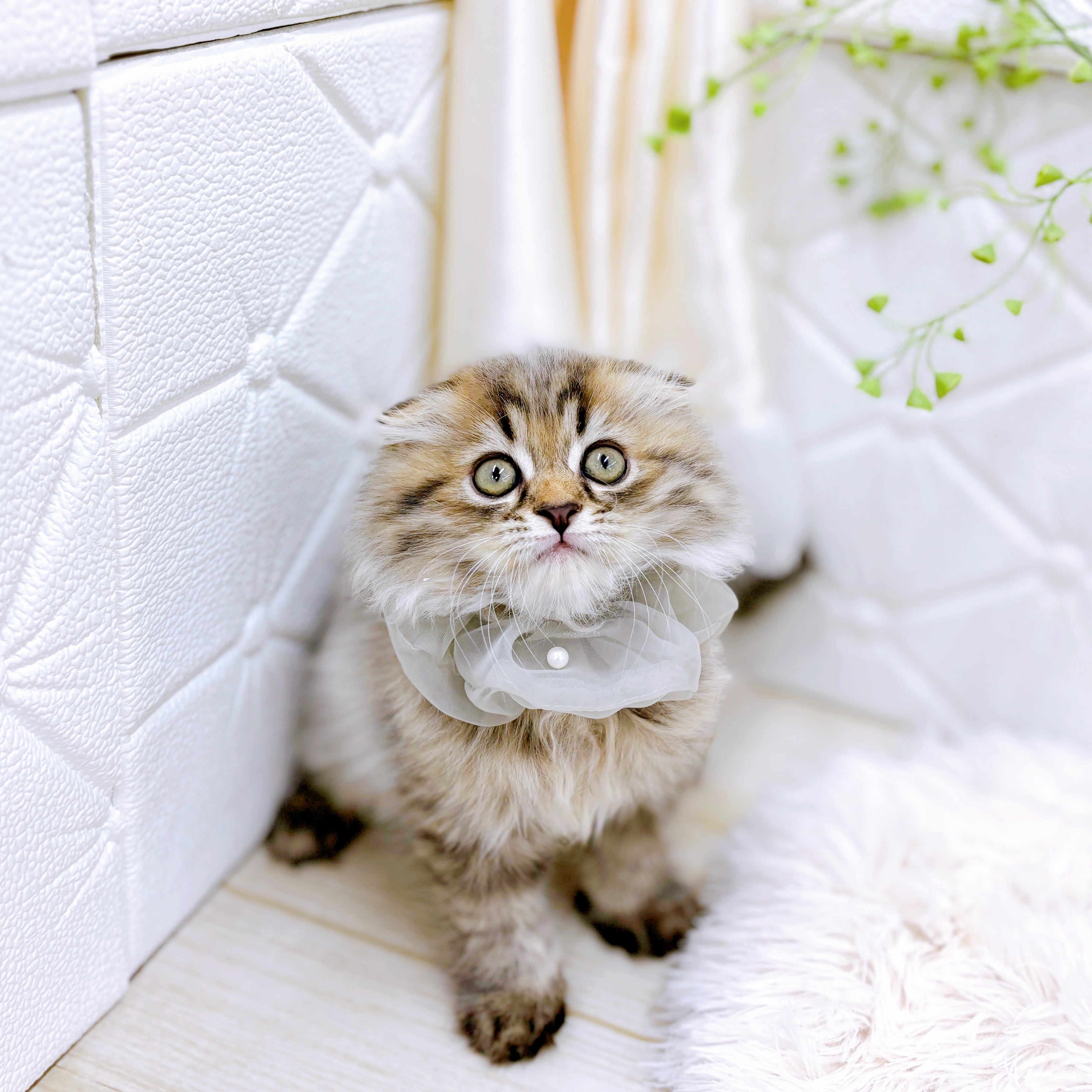 福井県のスコティッシュフォールド (犬の家＆猫の里アミーゴ福井店/2025年6月23日生まれ/男の子/ブラウンタビー)の子猫の4枚目の画像