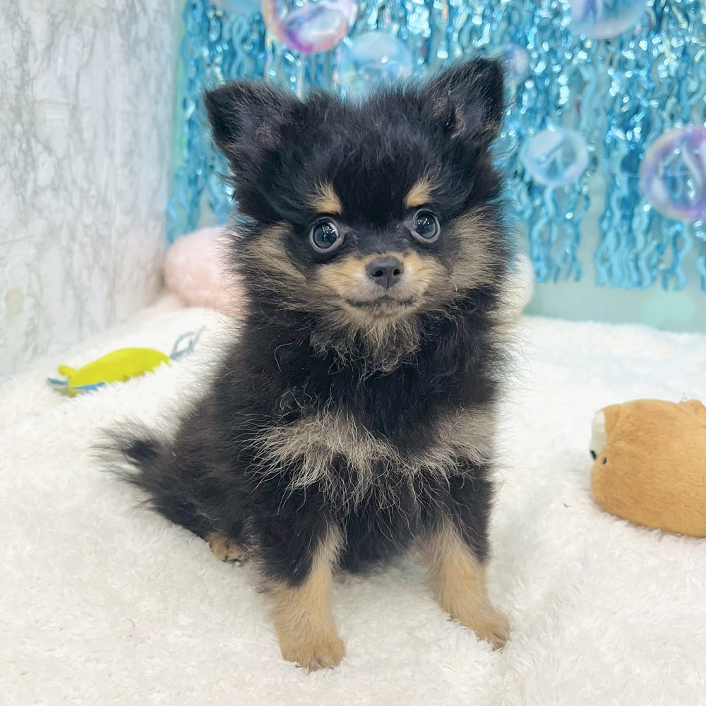 愛知県のポメチワ/チワポメ/ポメチー(ポメラニアン×チワワ) (犬の家＆猫の里エアポートウォーク店/2025年6月19日生まれ/女の子/ブラックタン)の子犬の4枚目の画像