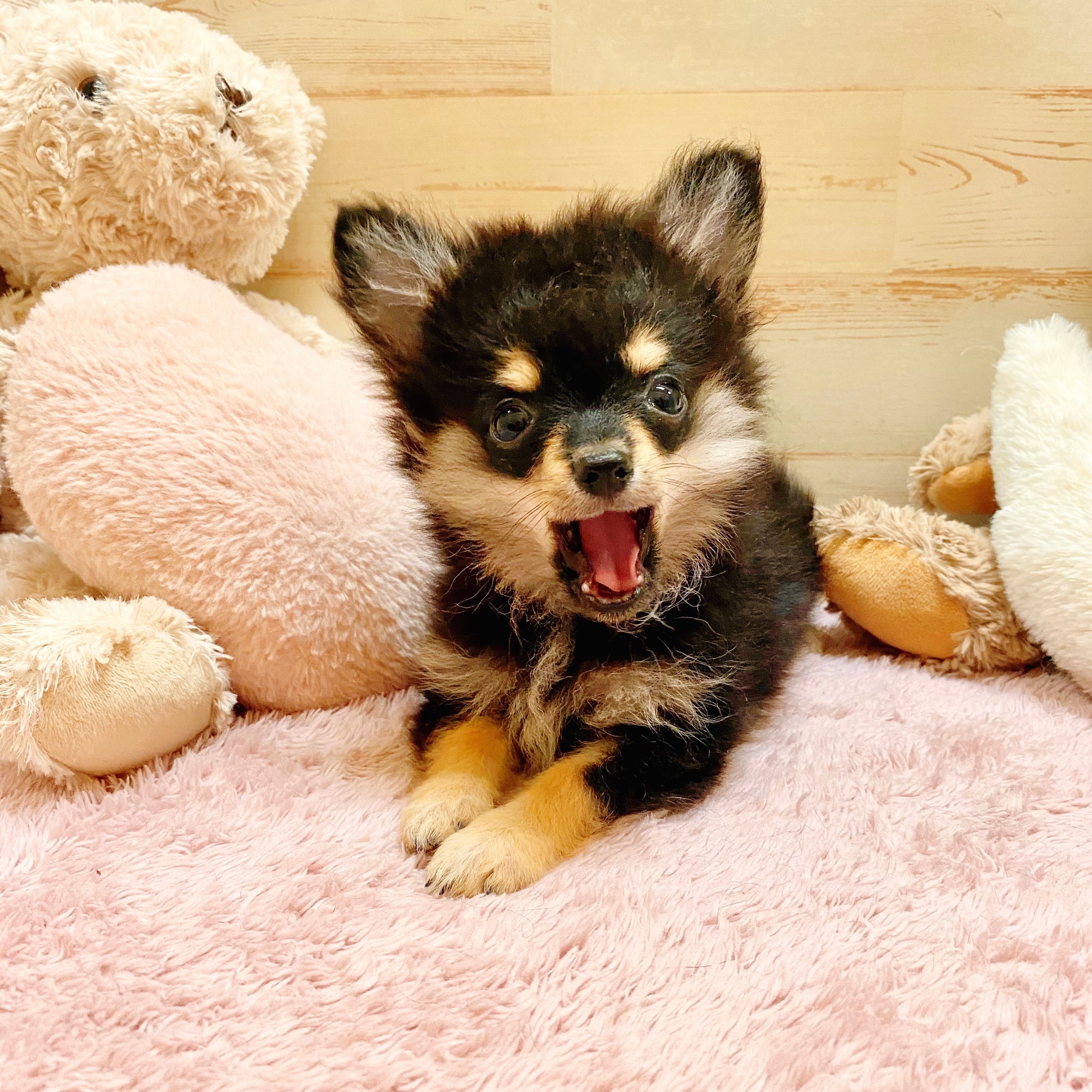 兵庫県のポメチワ/チワポメ/ポメチー(ポメラニアン×チワワ) (犬の家＆猫の里神戸店/2025年6月19日生まれ/男の子/ブラックタン)の子犬の4枚目の画像